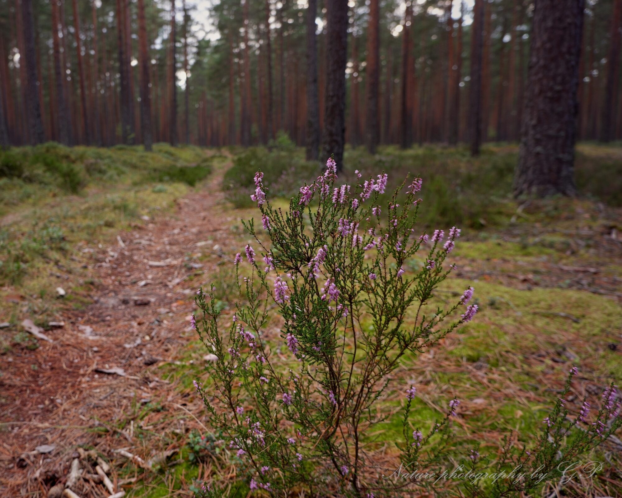 Calluna vulgaris