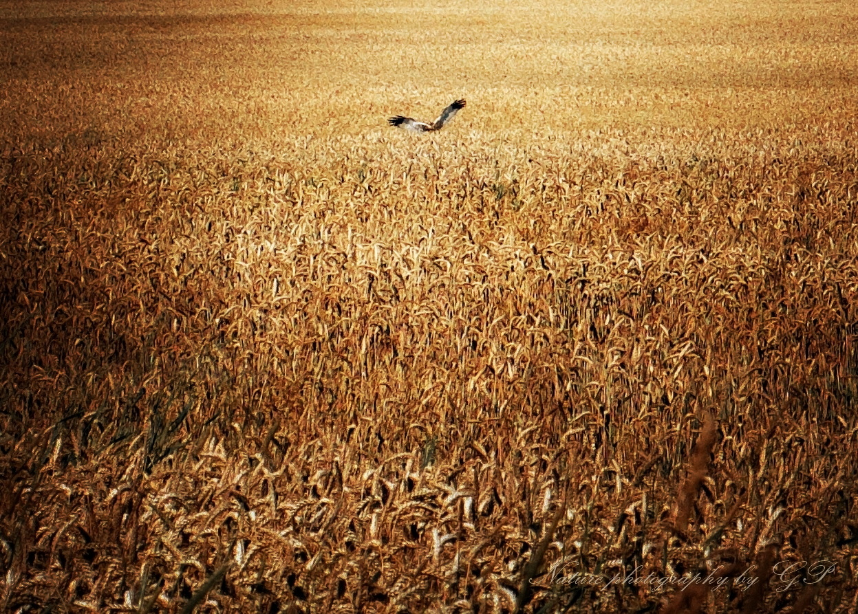 Harvest time