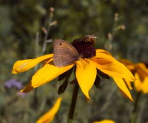 Brown butterfly, brown bee on yellow flower with brown middle