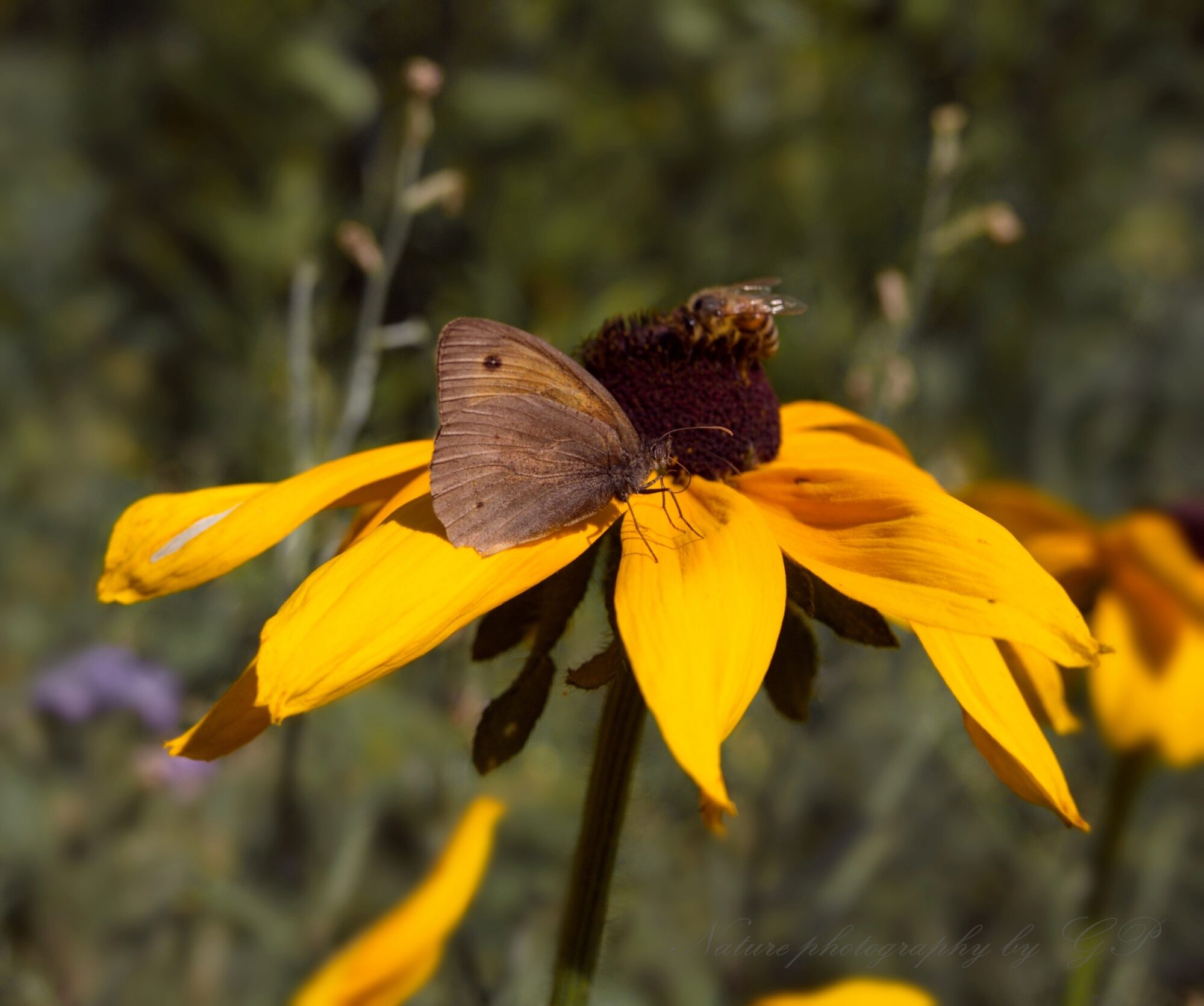 Brown butterfly, brown bee on yellow flower with brown middle