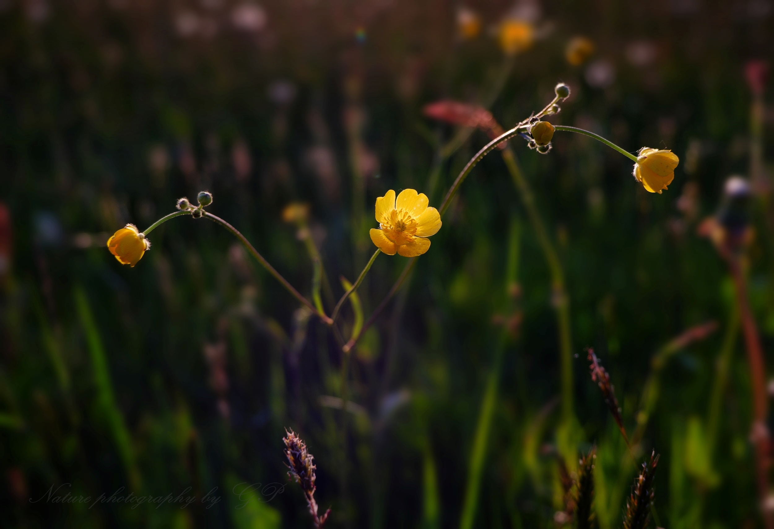 Yellow flower in the meadow