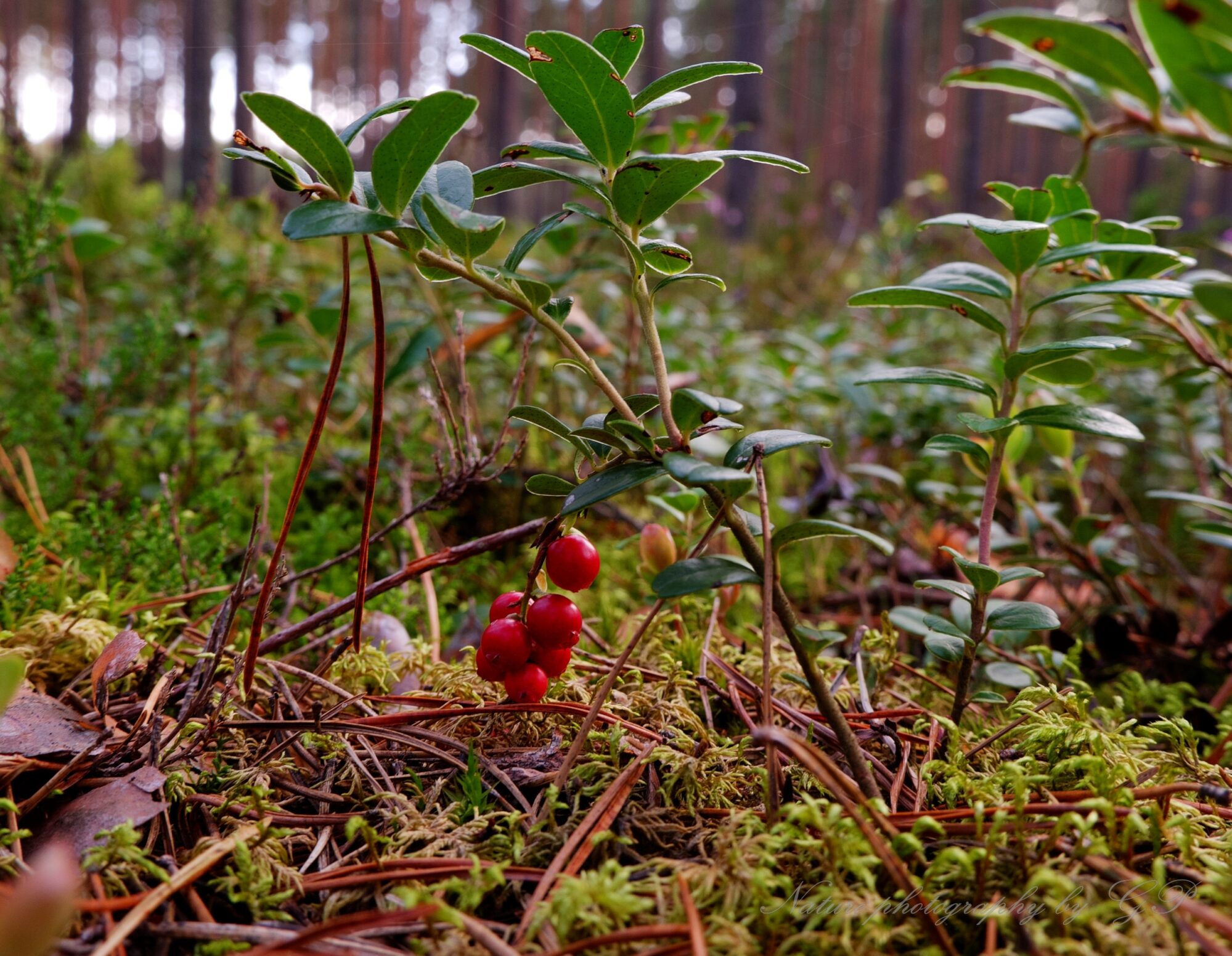 Forest during the lingonberry