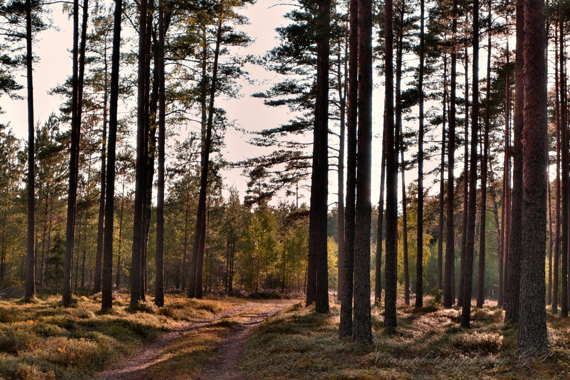 Forest landscape