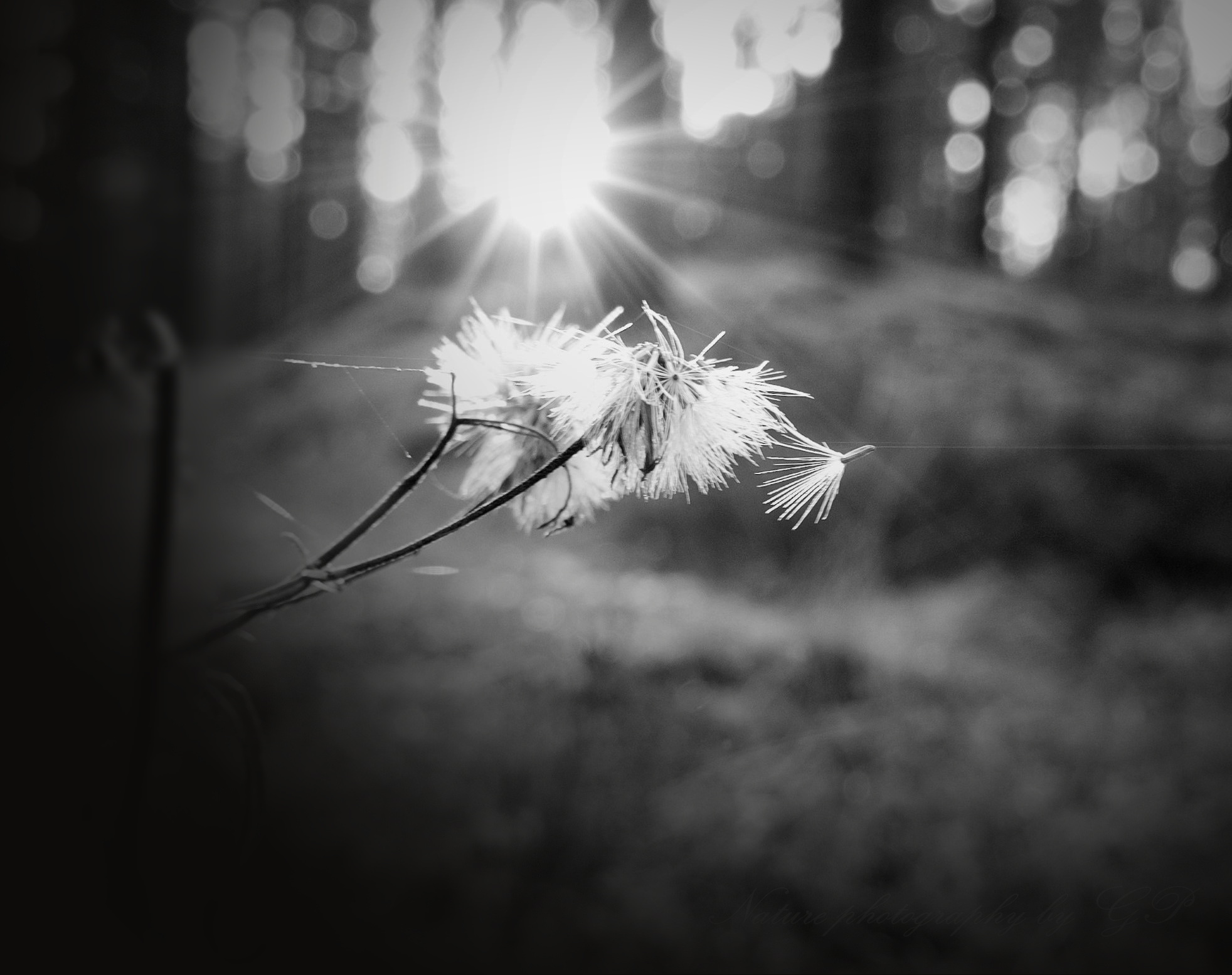 A fluff flying from a flower