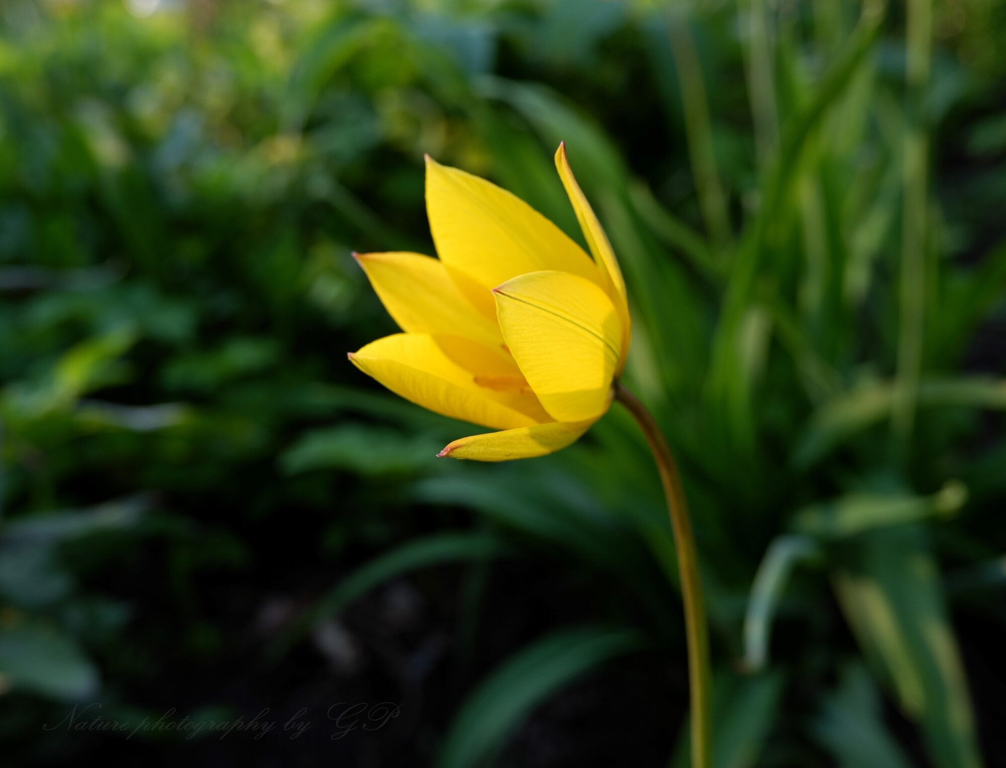 Wild tulip