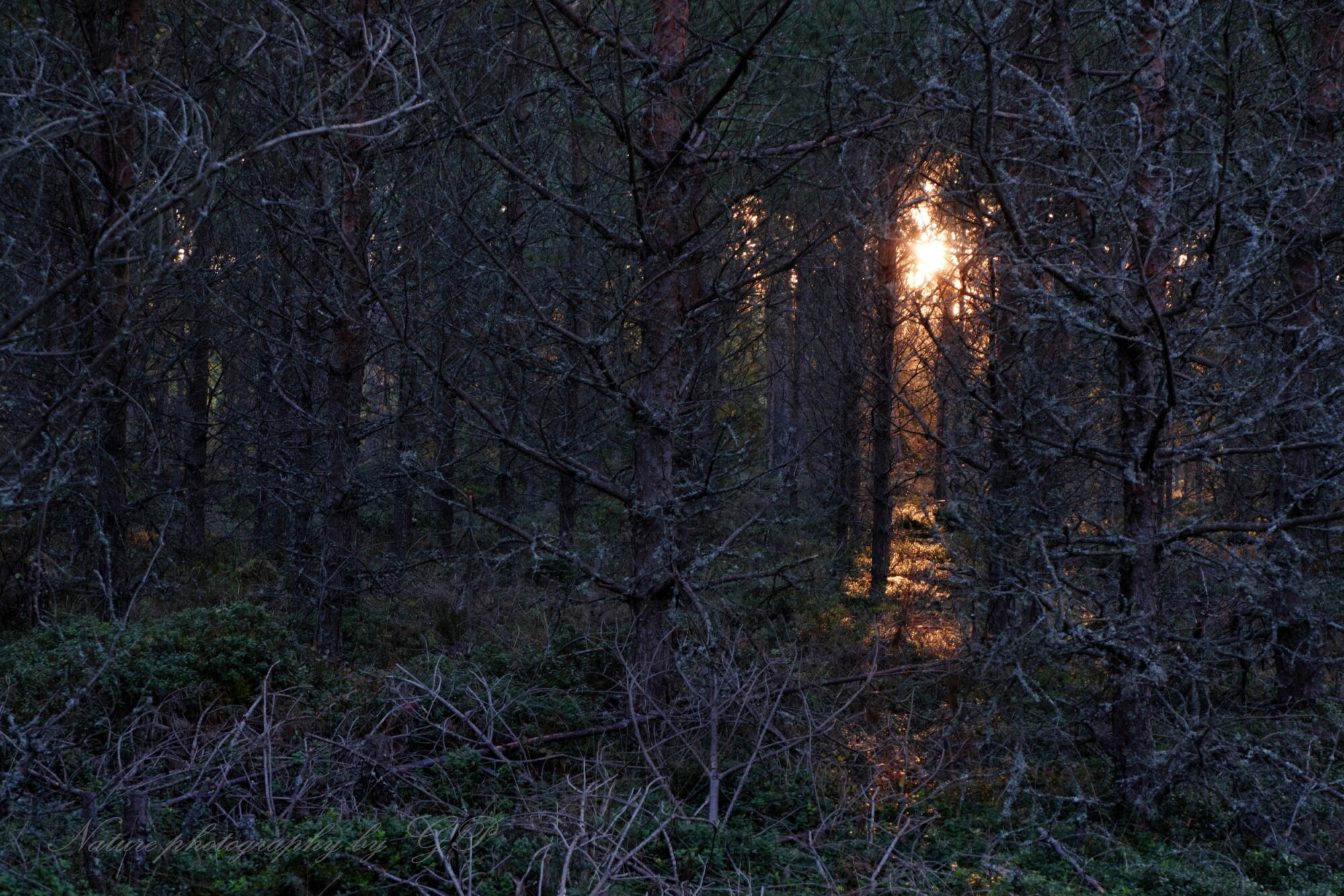 Light breaks through a thick forest