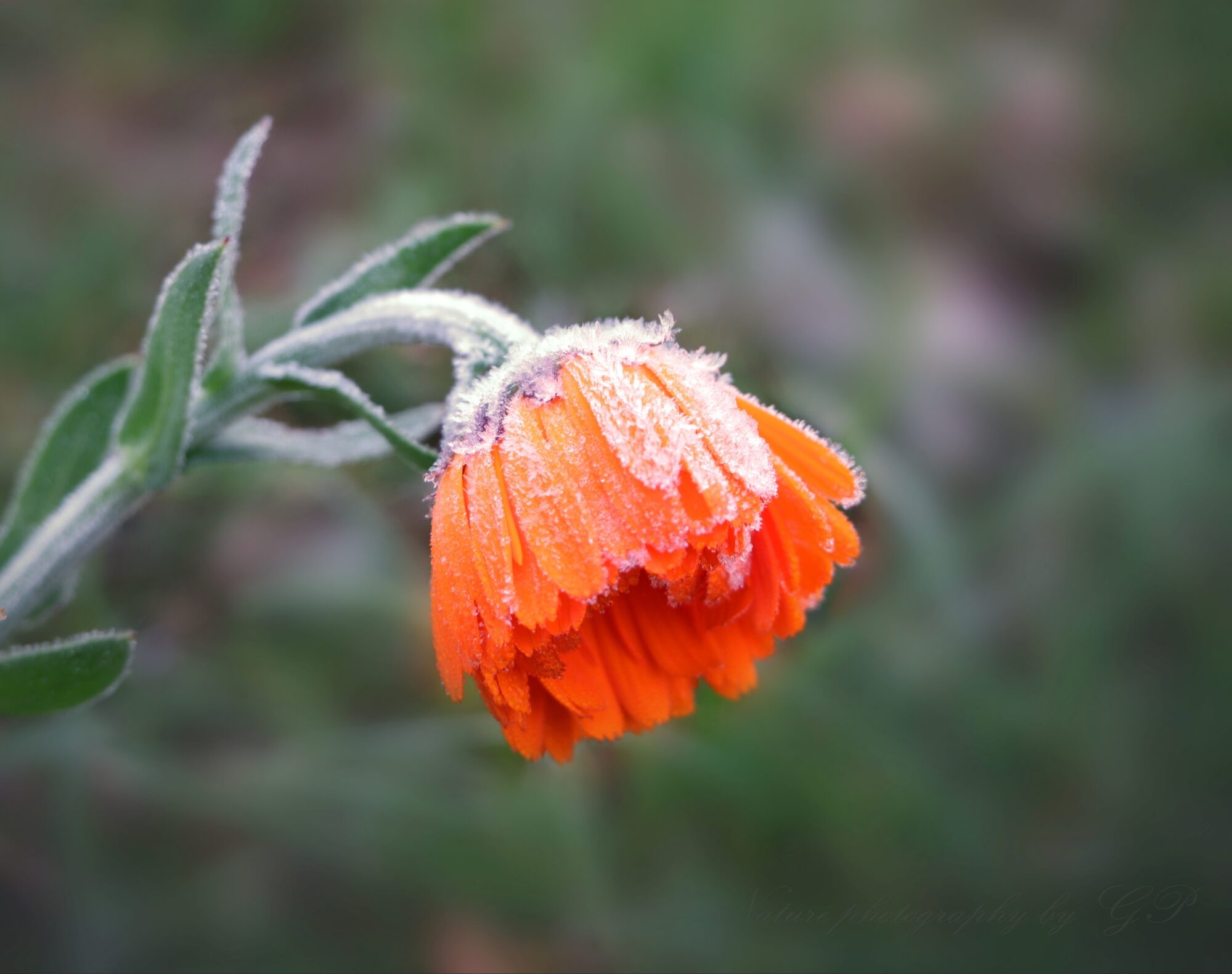 Early October morning frost