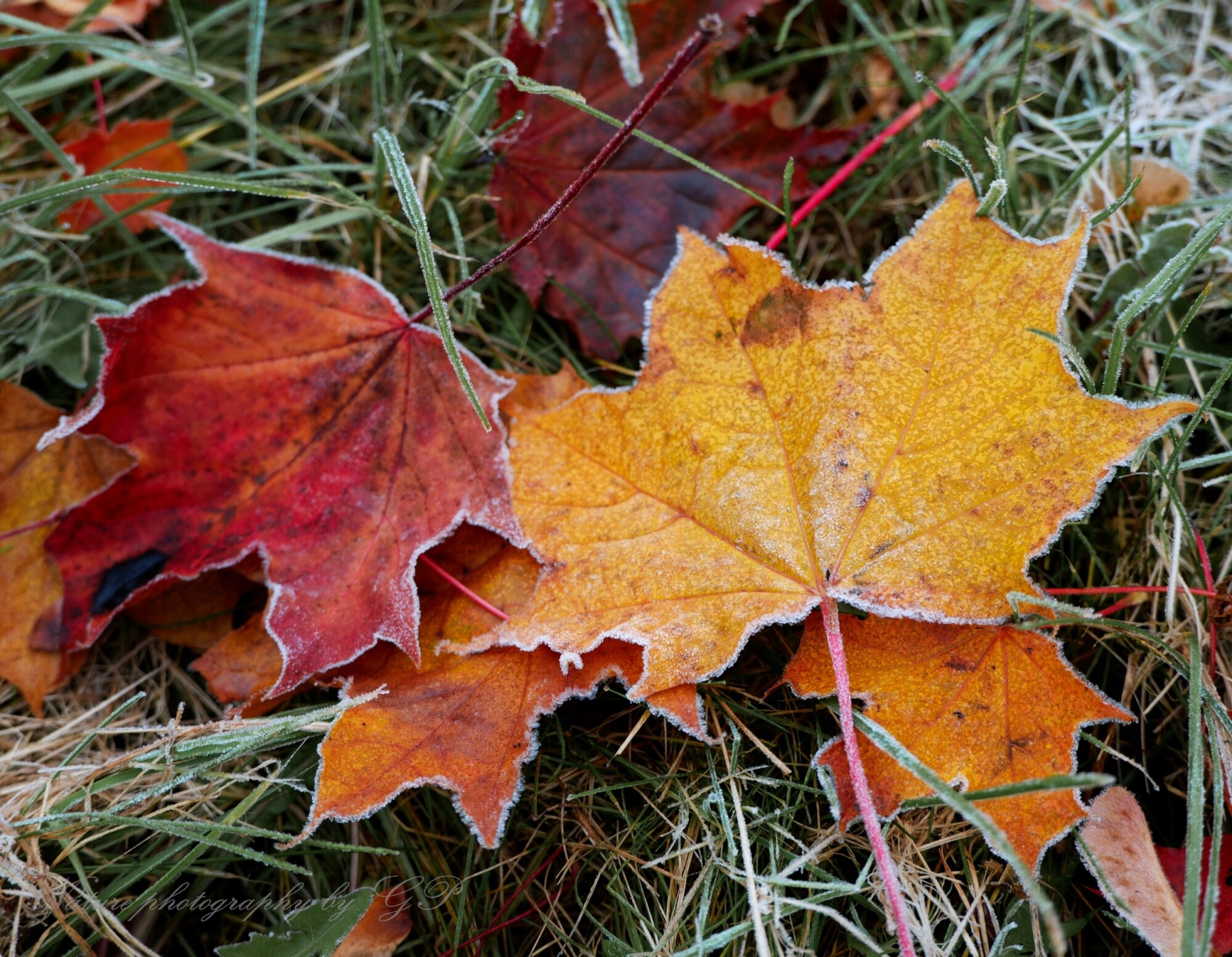 Frozen leaves