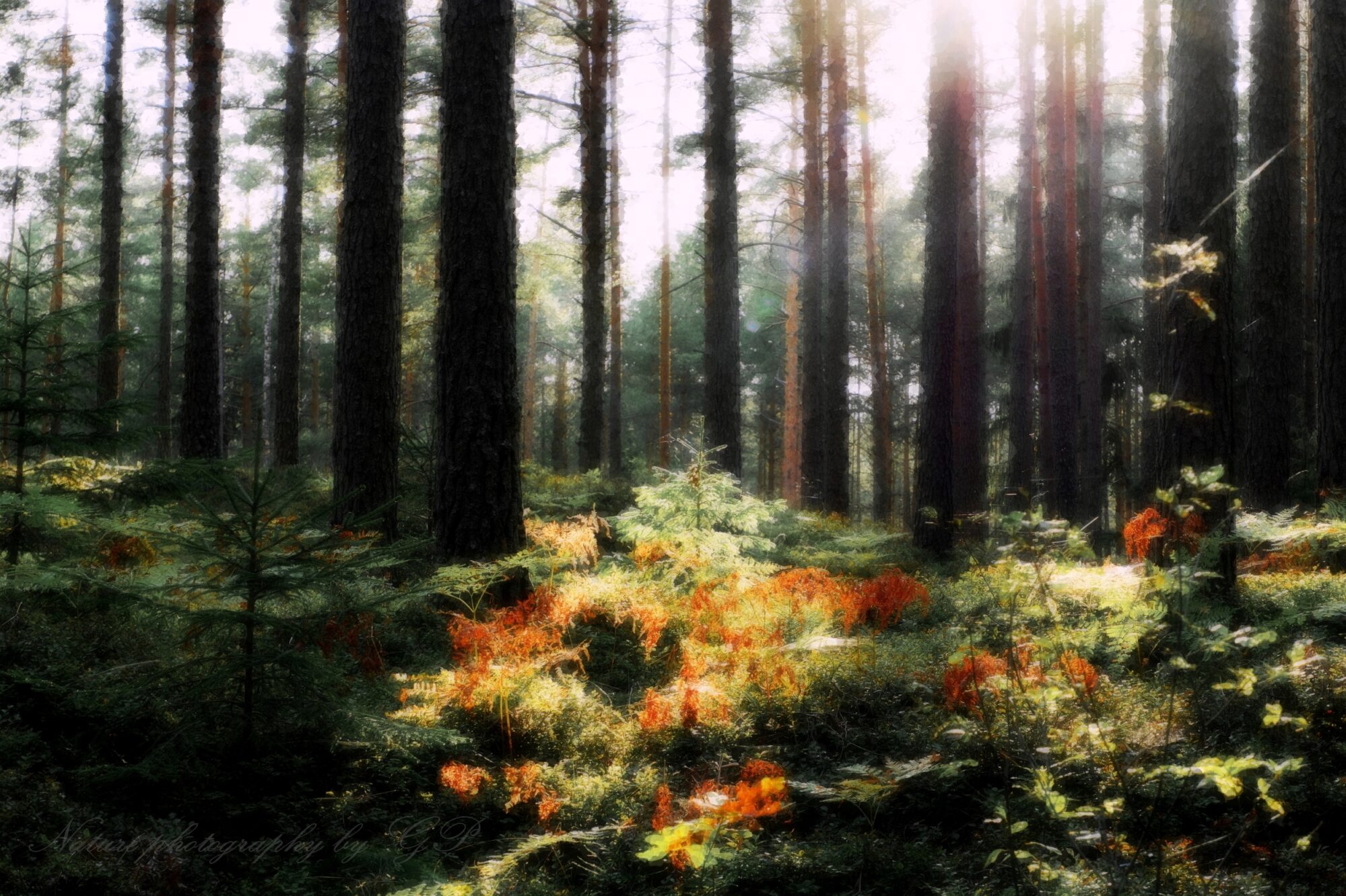 In the autumn forest