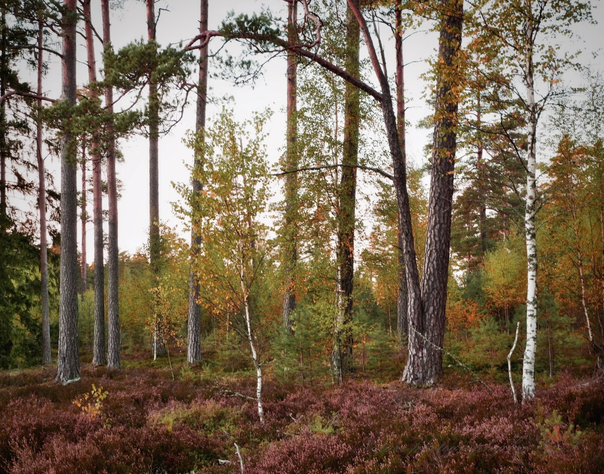 October in forest