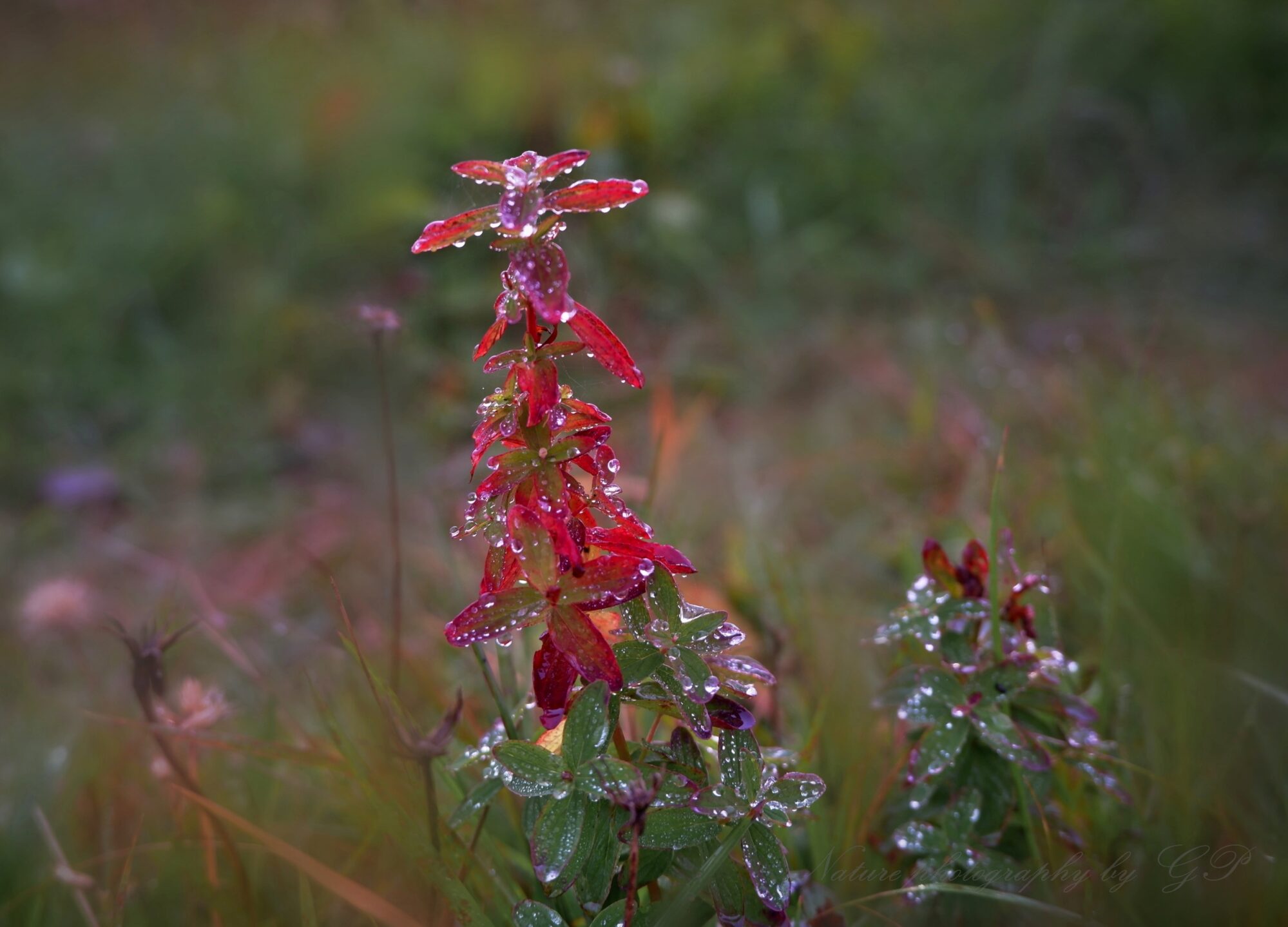 On the morning of October in meadow