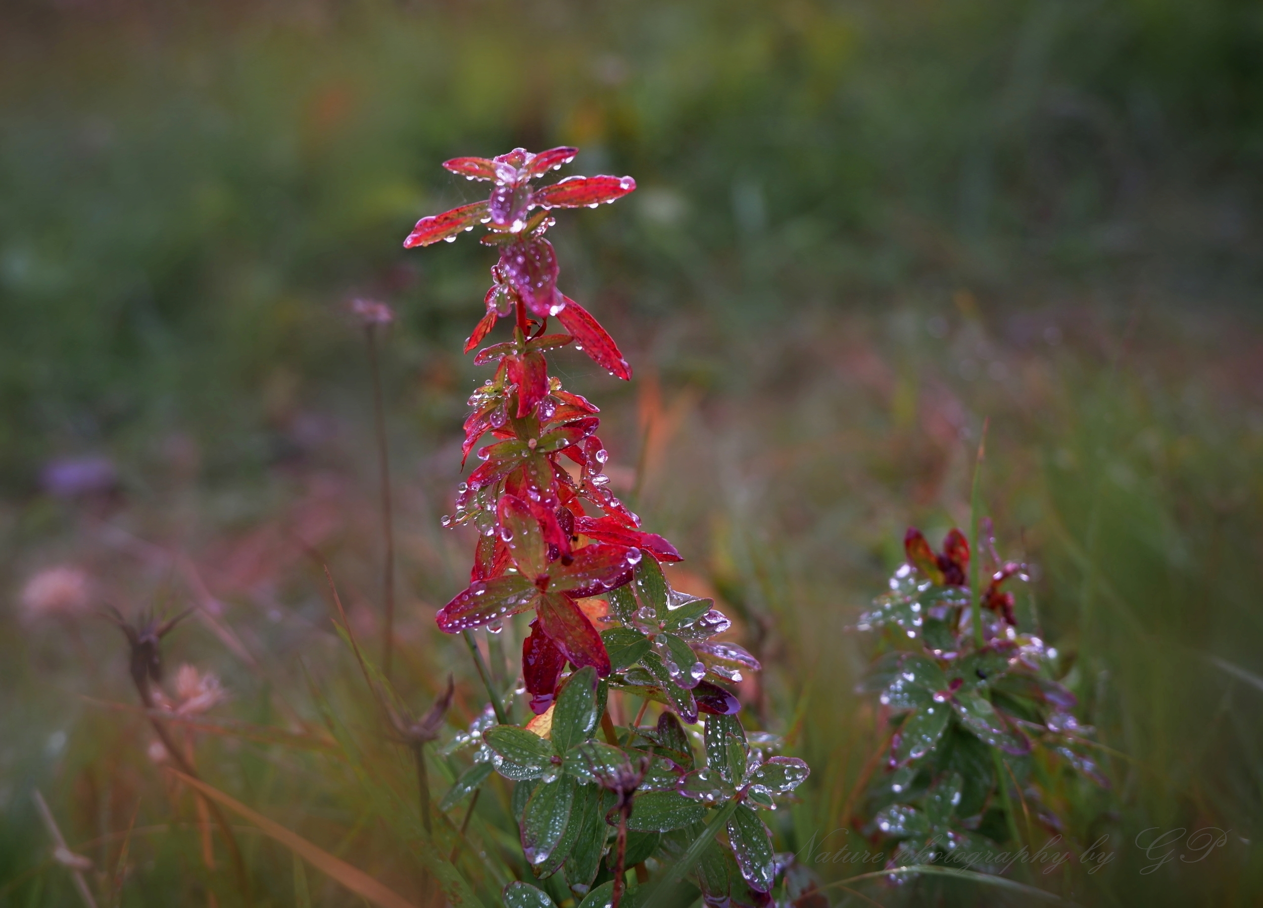 On the morning of October in meadow