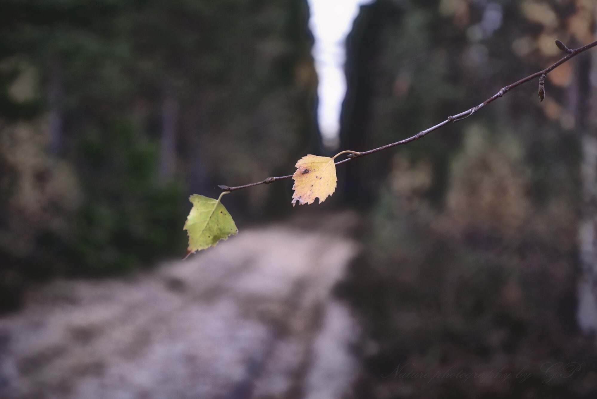 The last autumn leaves