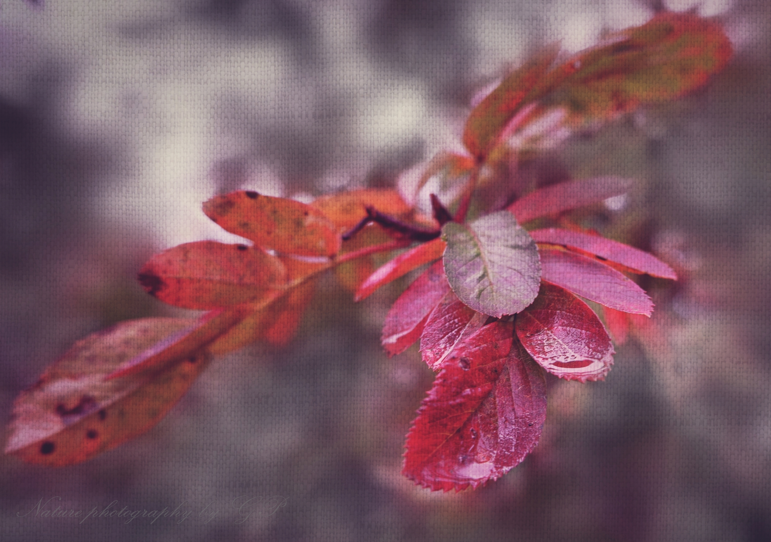 After the autumn rain