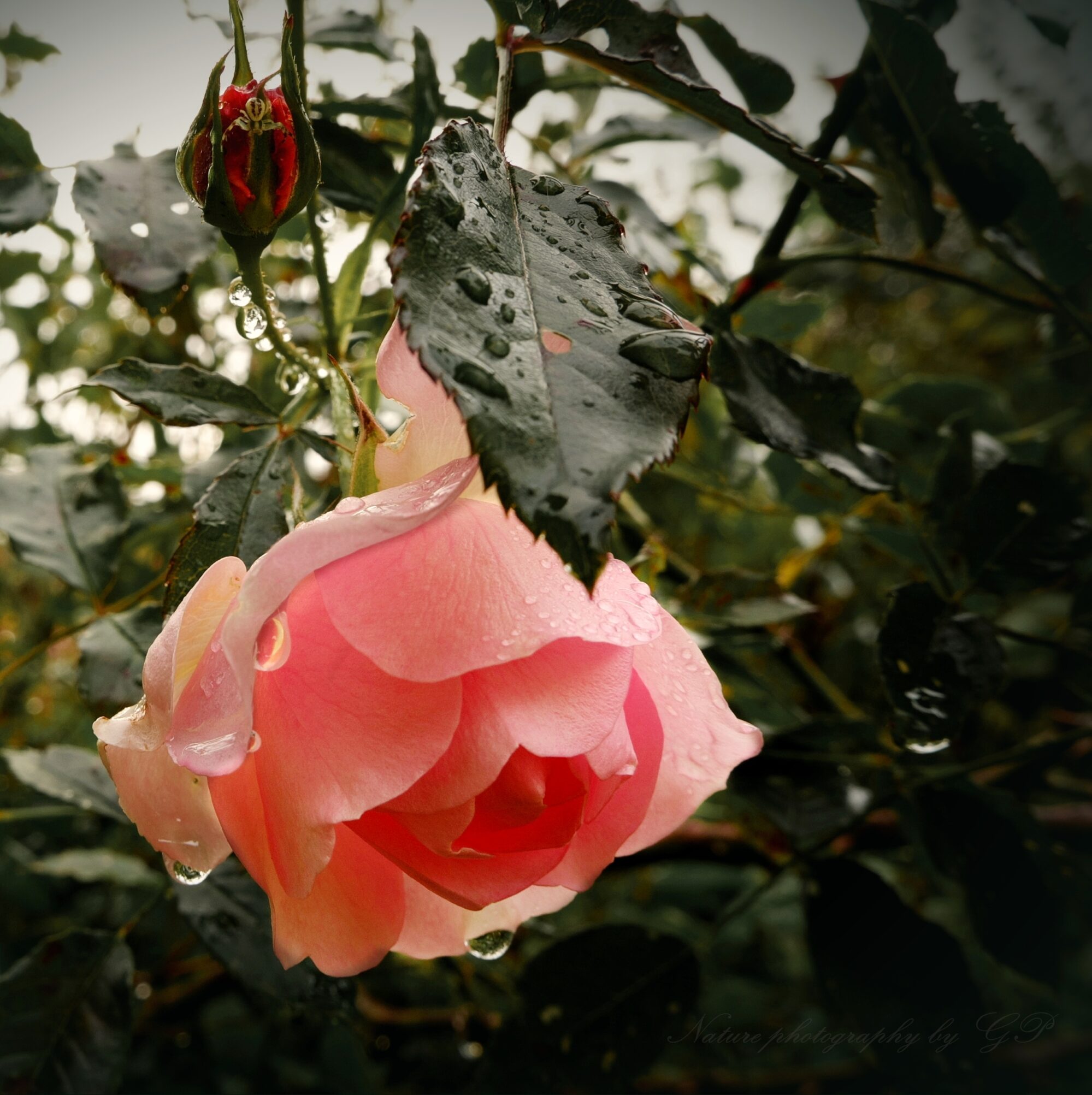 Pink rose and spider