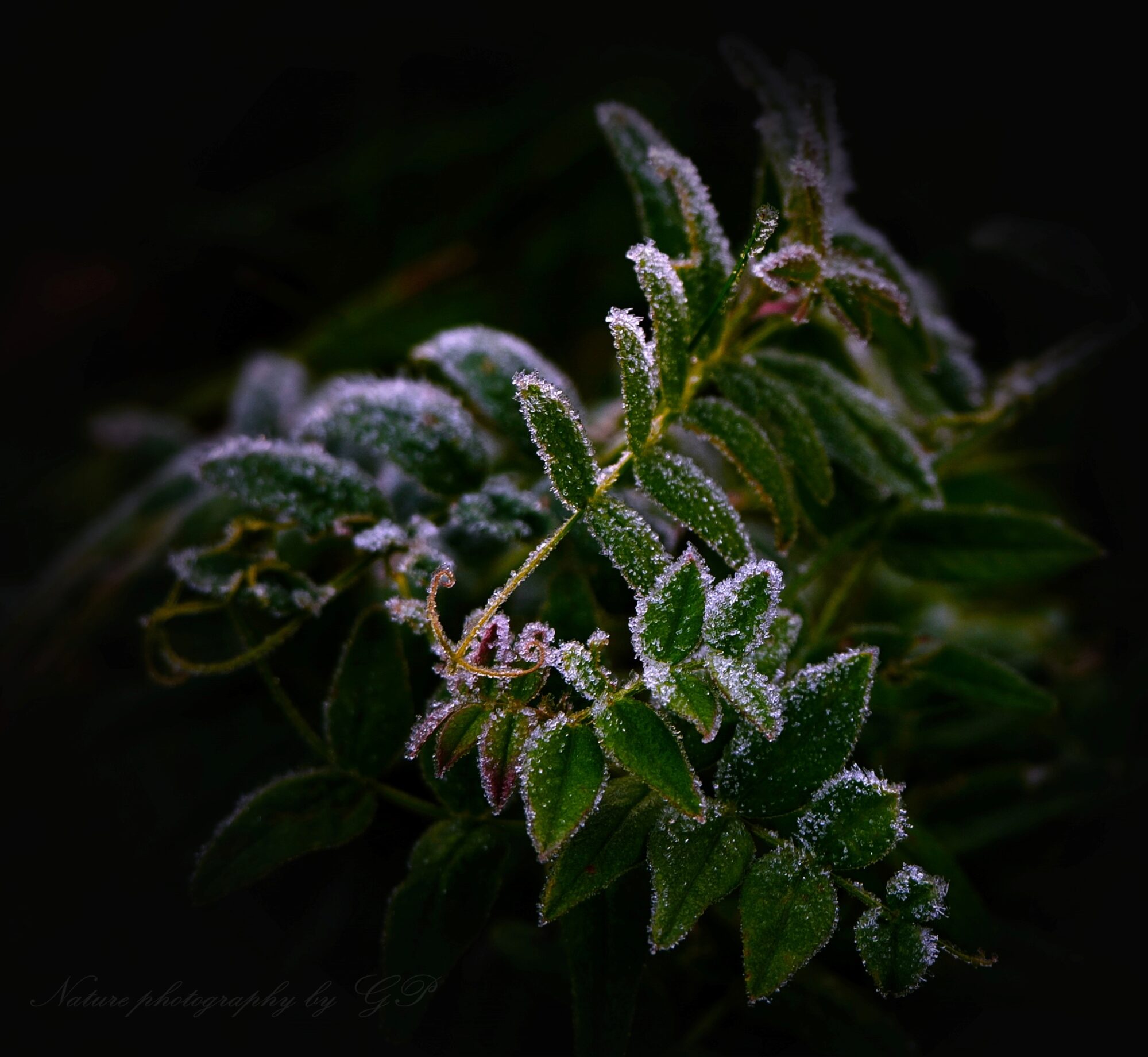 frost on the leaves