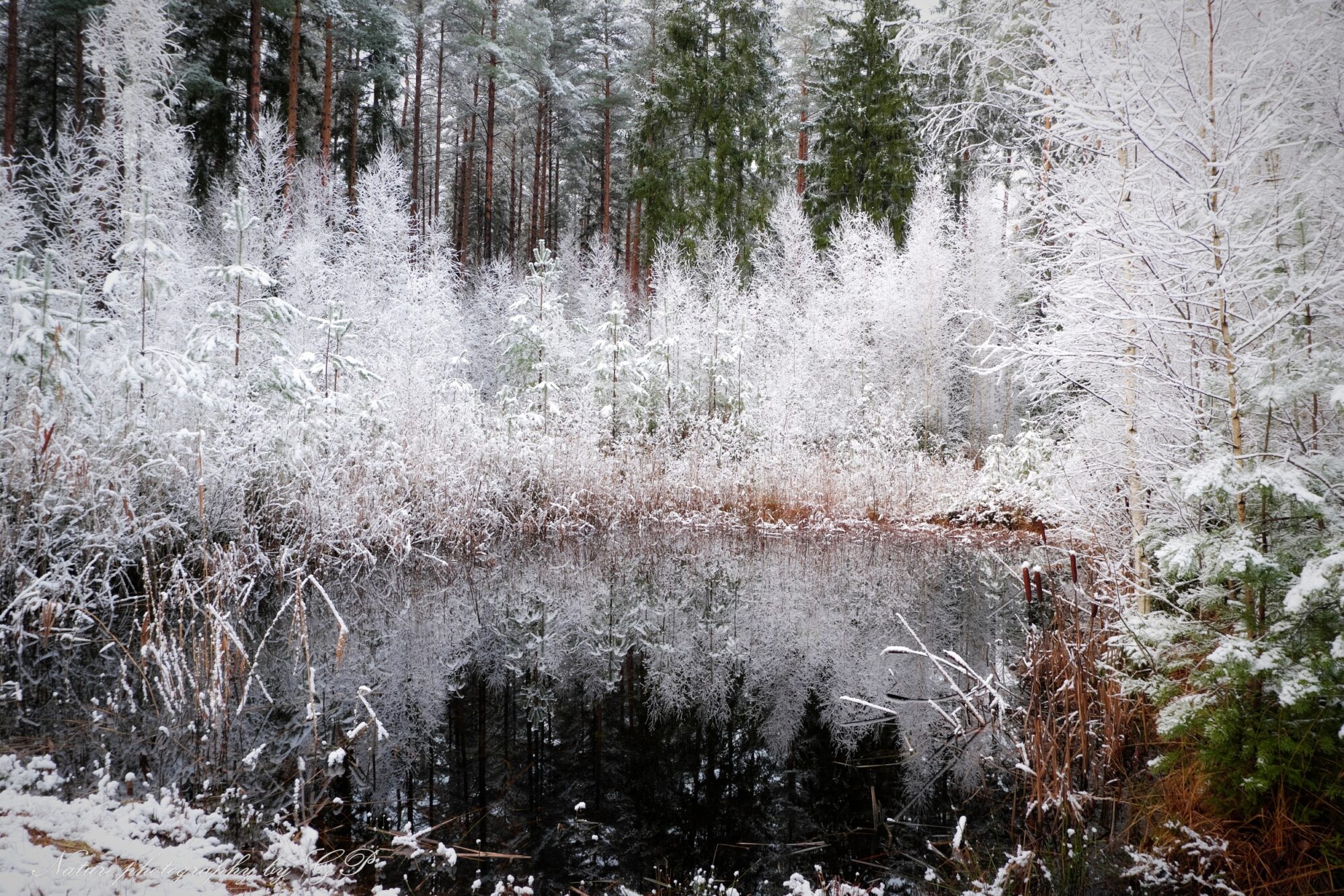 Forest lake in winter