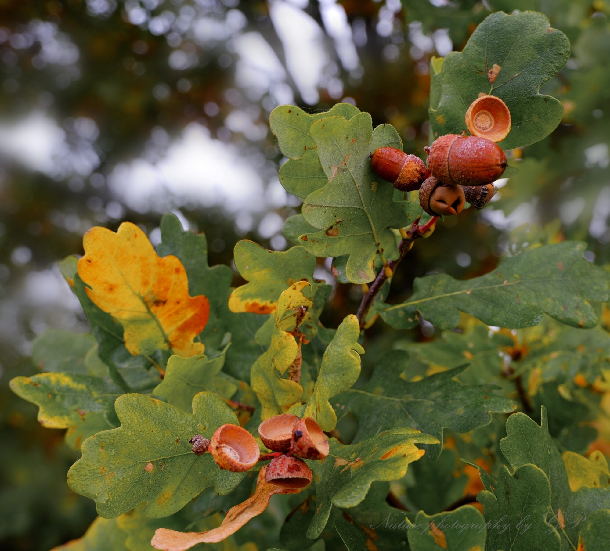 Oak branch with acorns