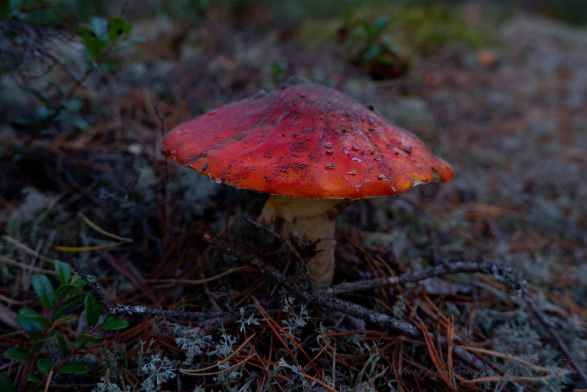 The brightness of the dark forest- bright red mushroom