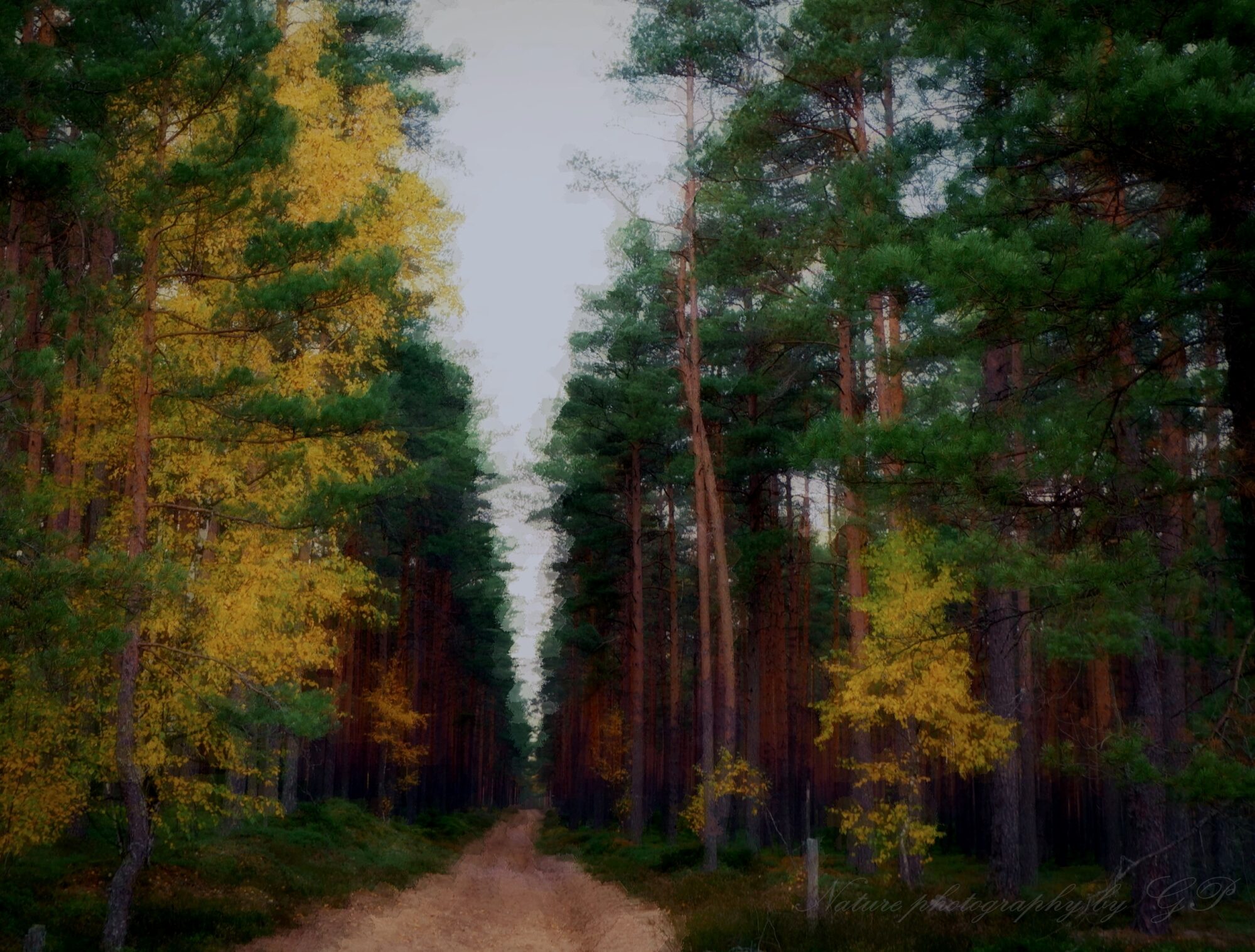 The road in autumn