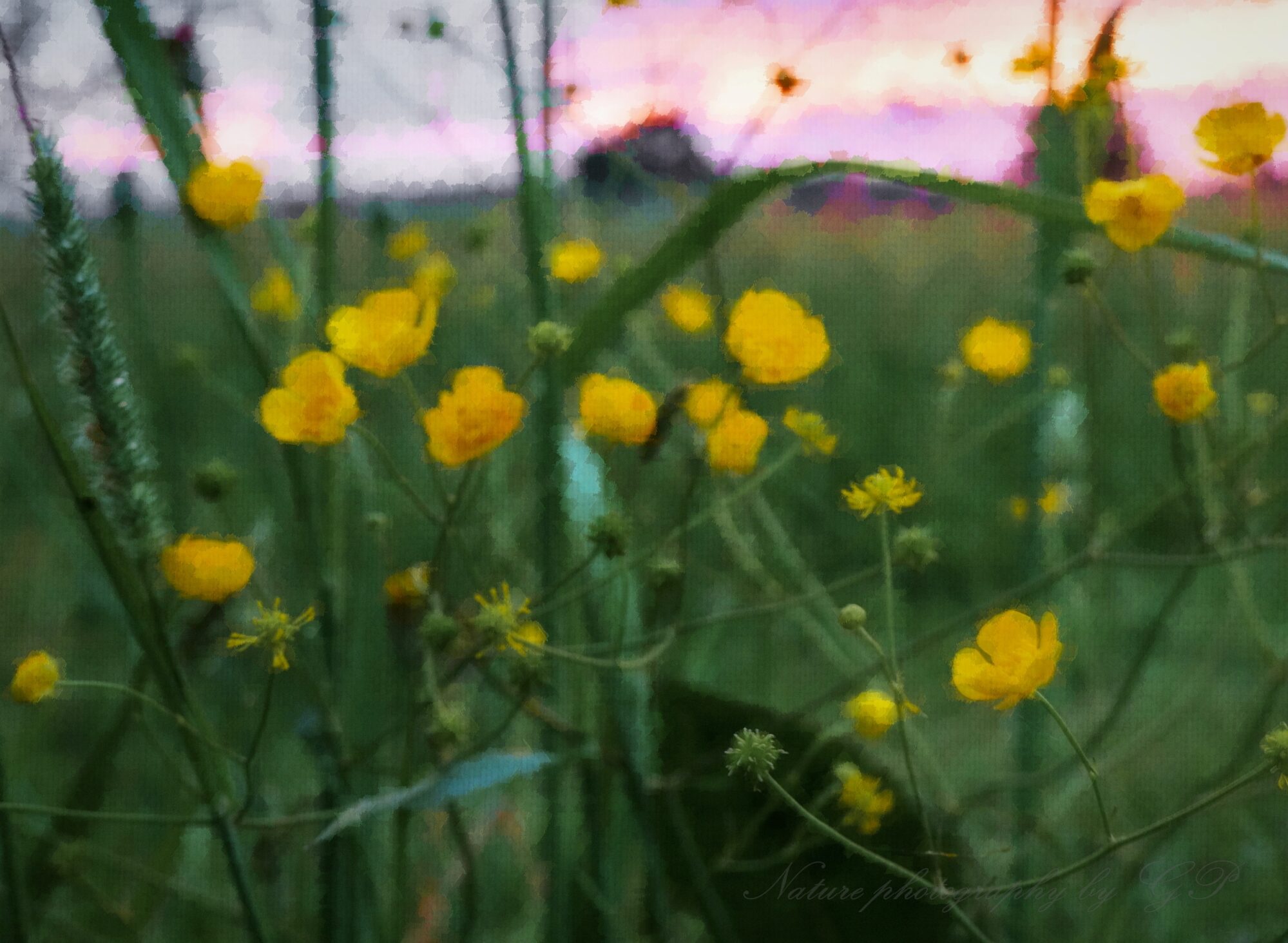 Yellow flowers in the meadow