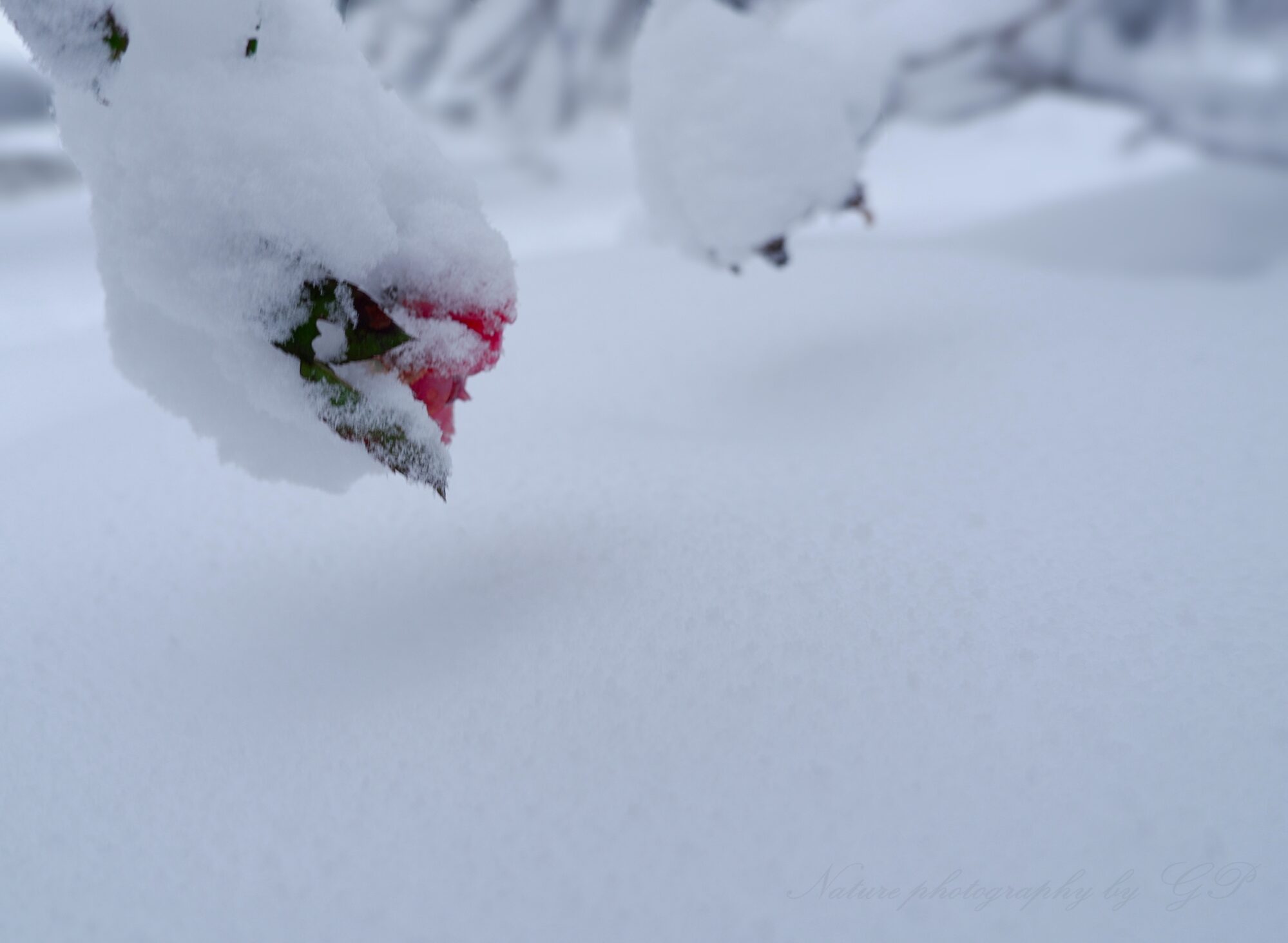 A blooming rose in a blanket of snow