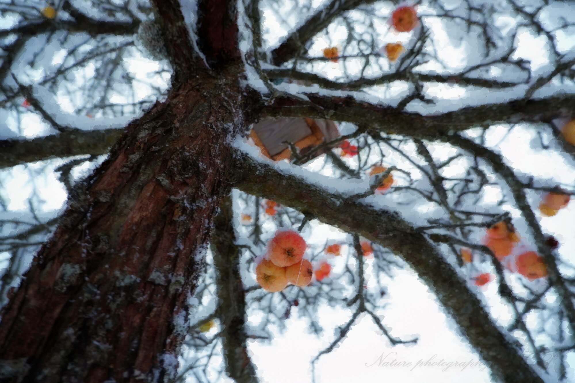 Apple tree in December