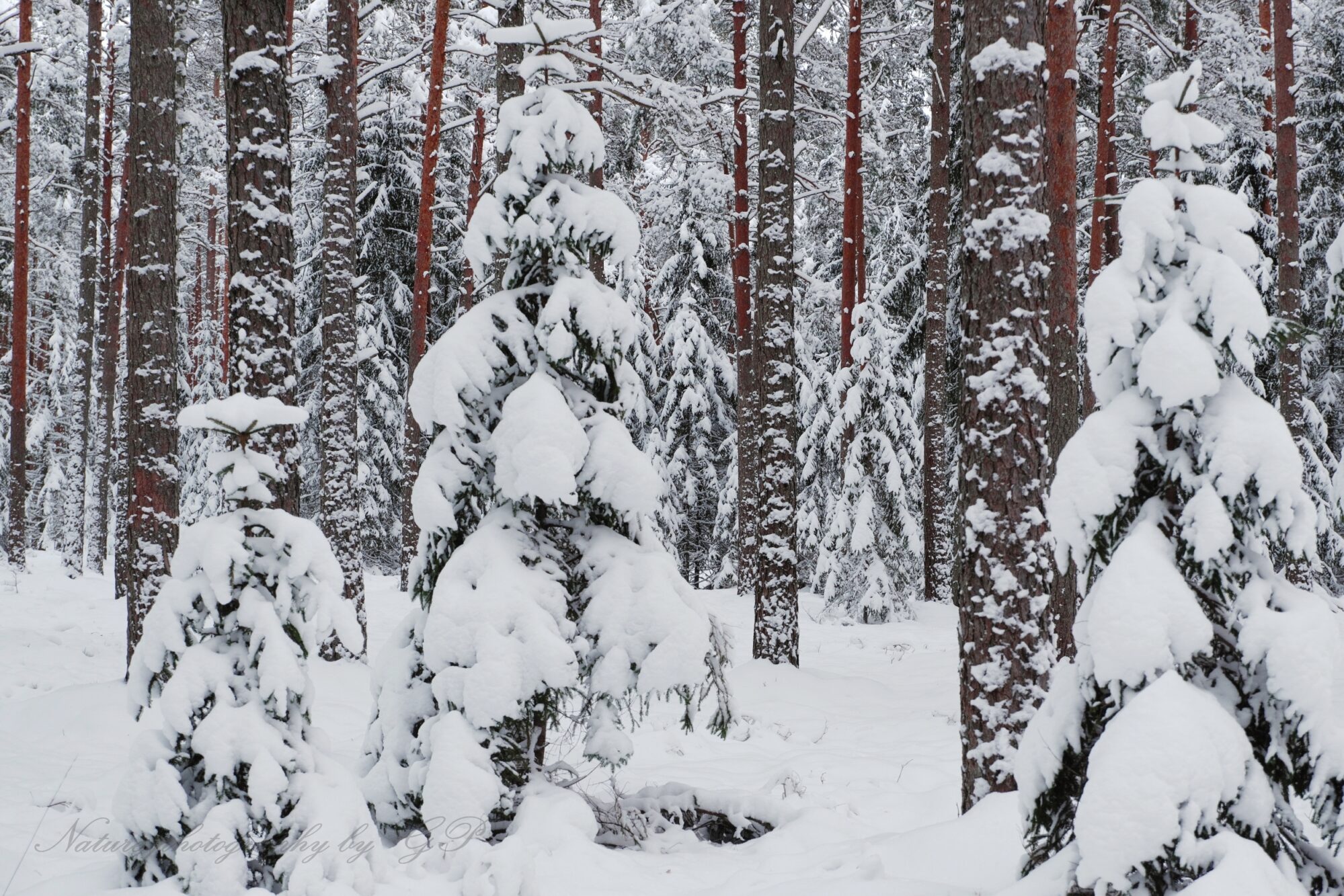 Forest in the snow