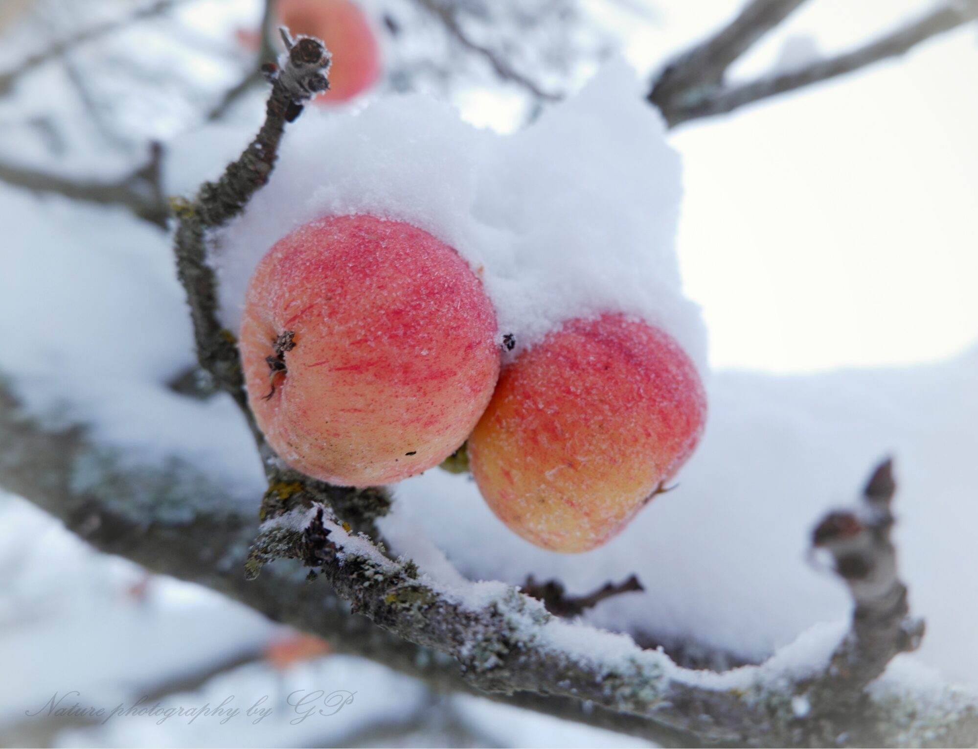 Two apples in the snow