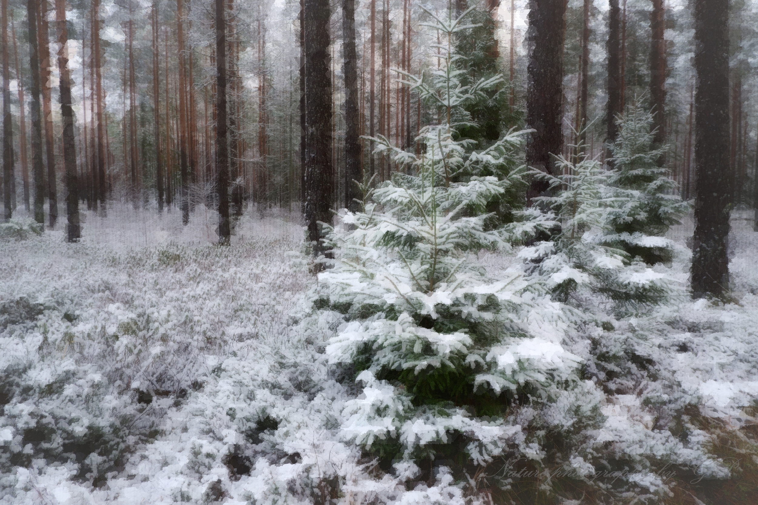 Spruce trees covered by snow