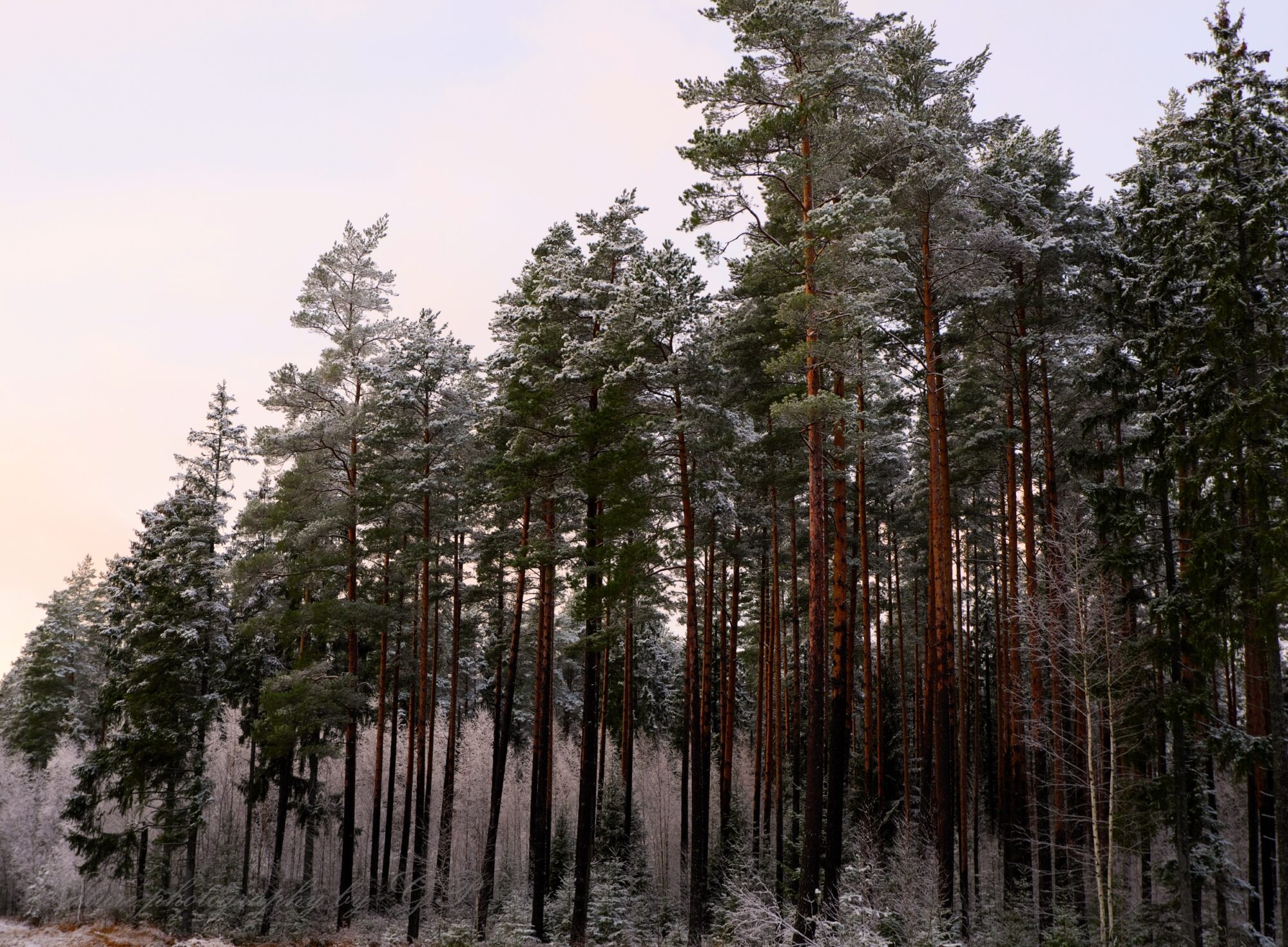 Winter landscape