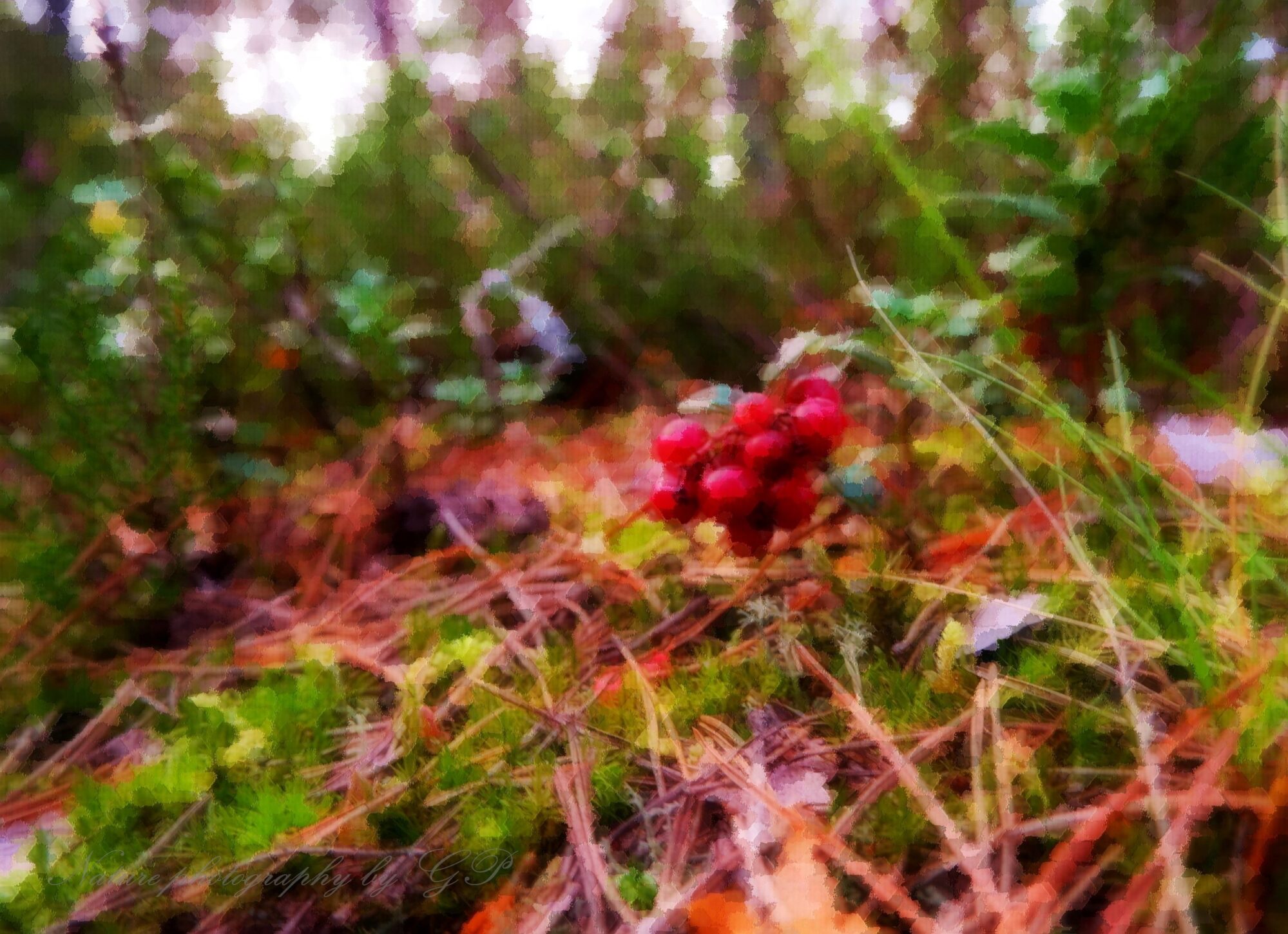 A berry on a forest cake