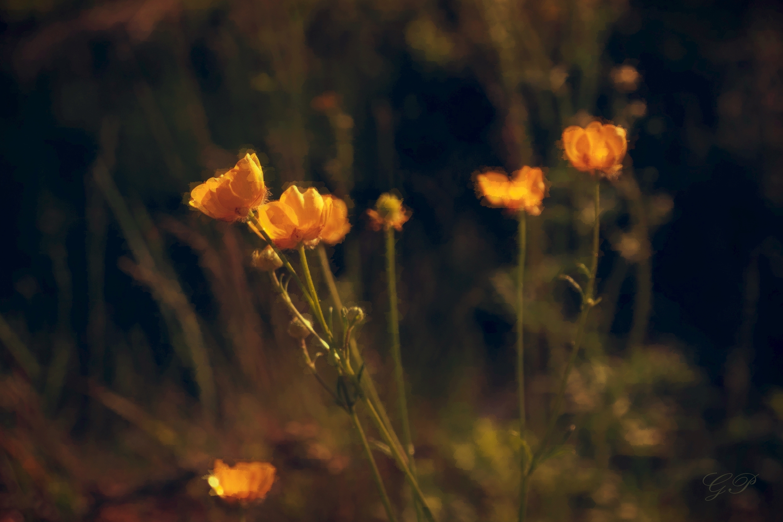 Ranunculus repens