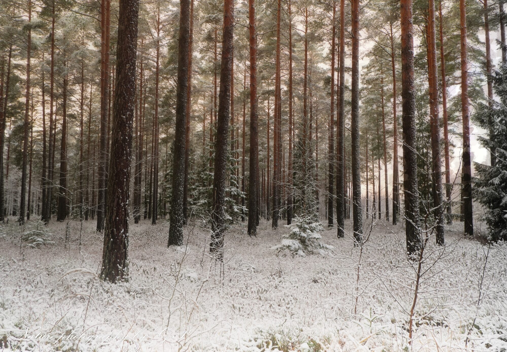 Winter landscape