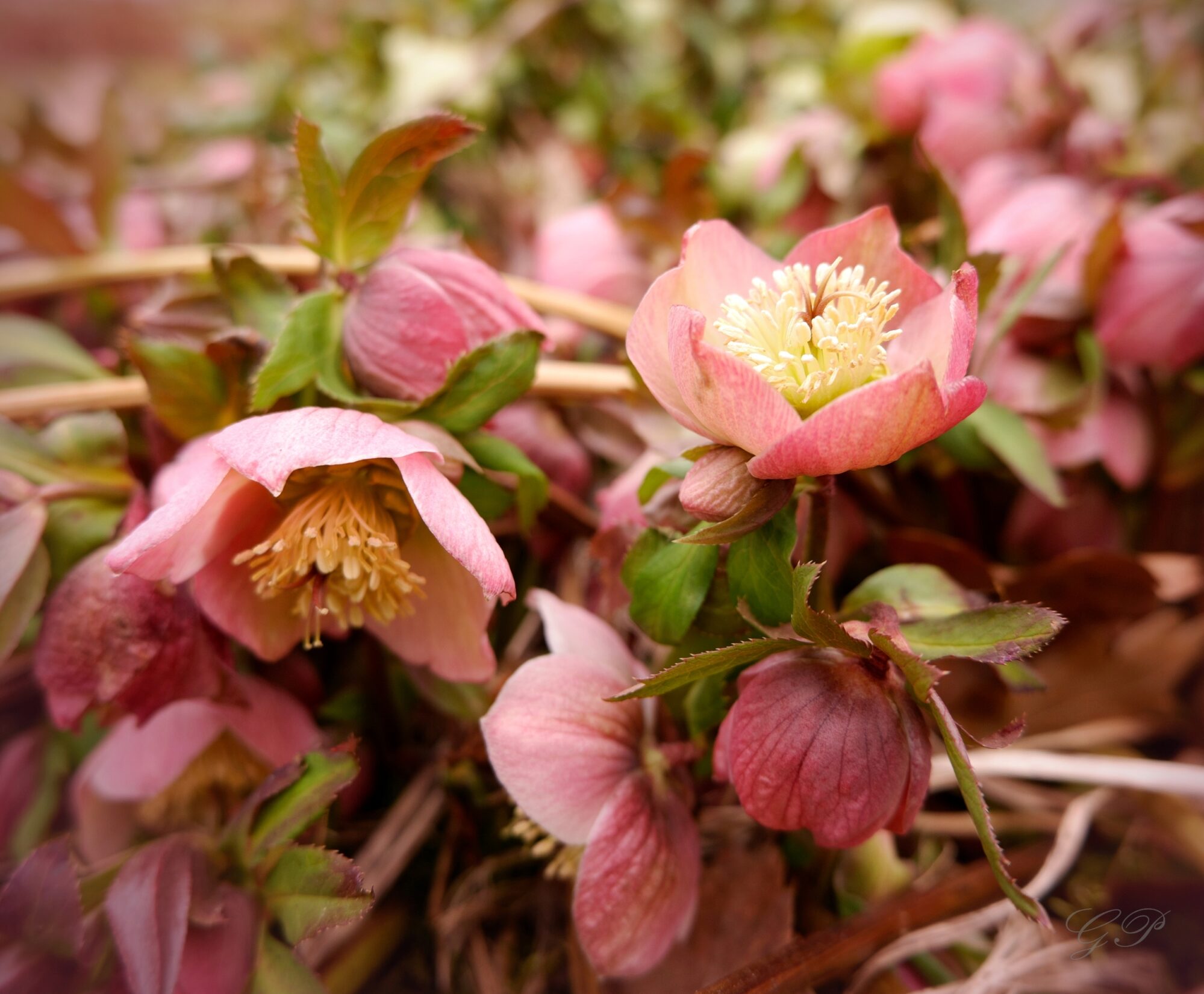 Christmas Rose