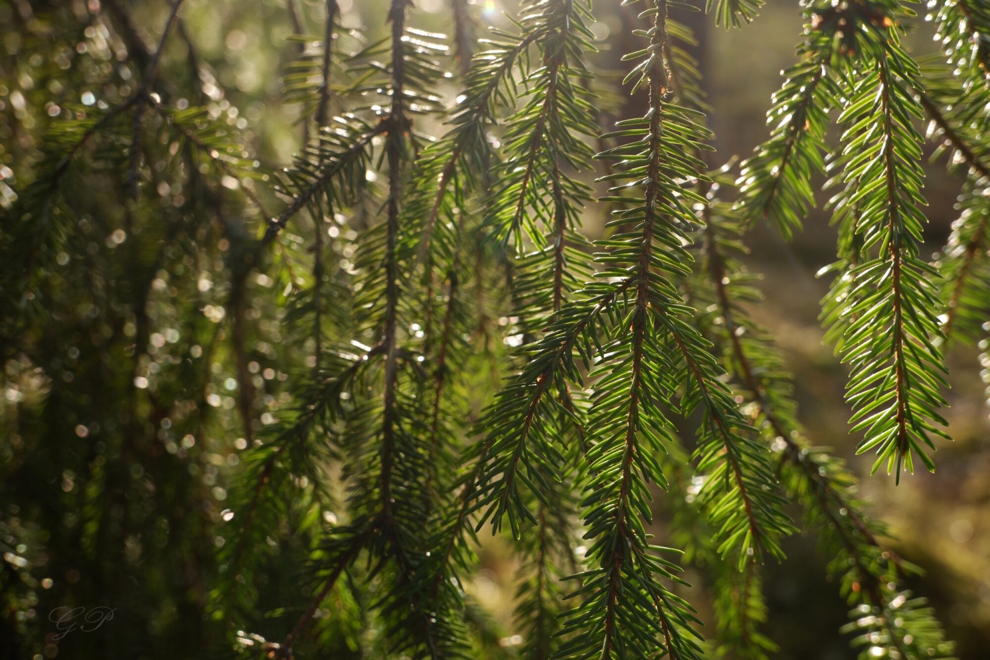 Spring Sun on Spruce Branches