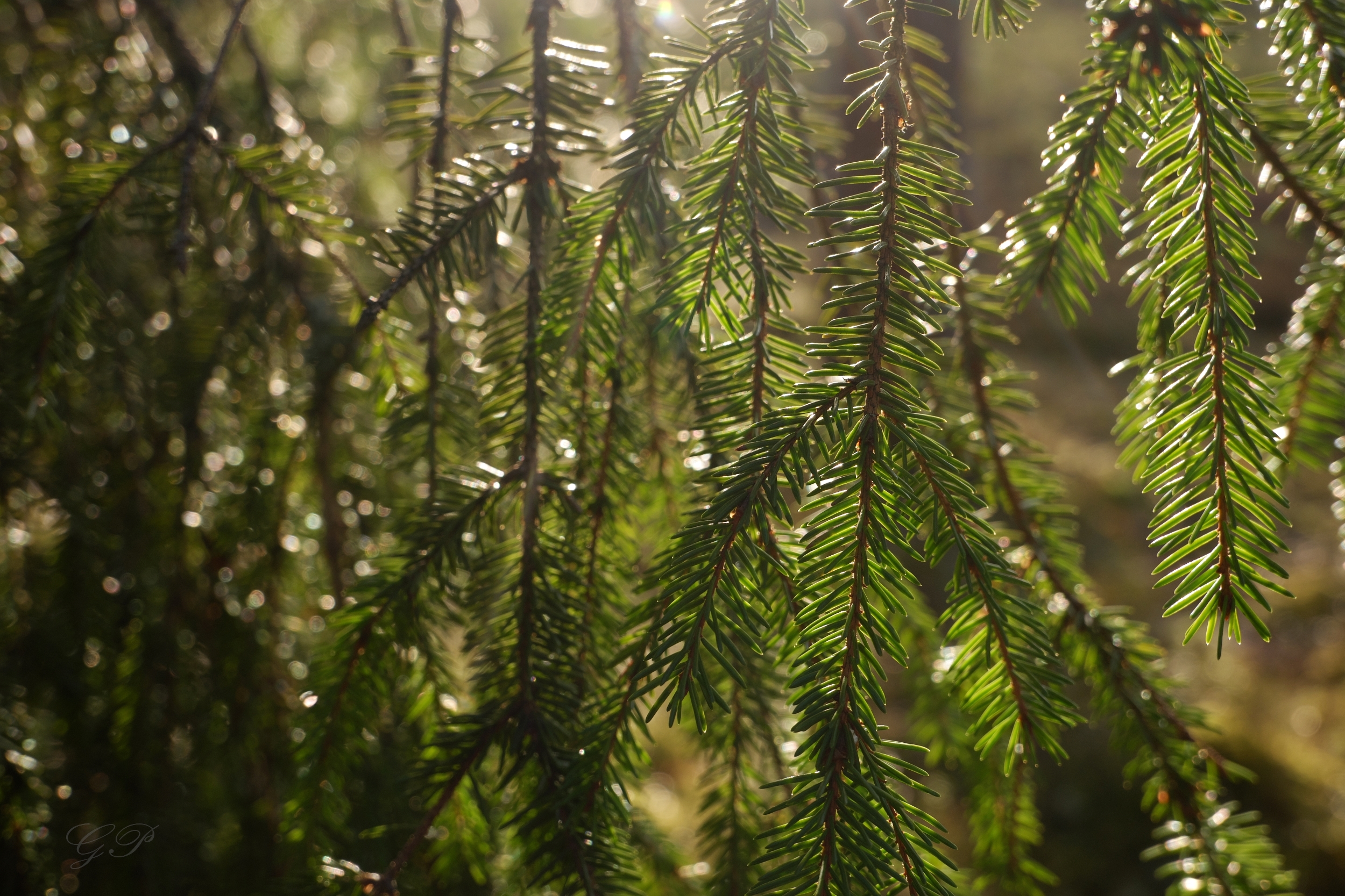 Spring sun on spruce branches