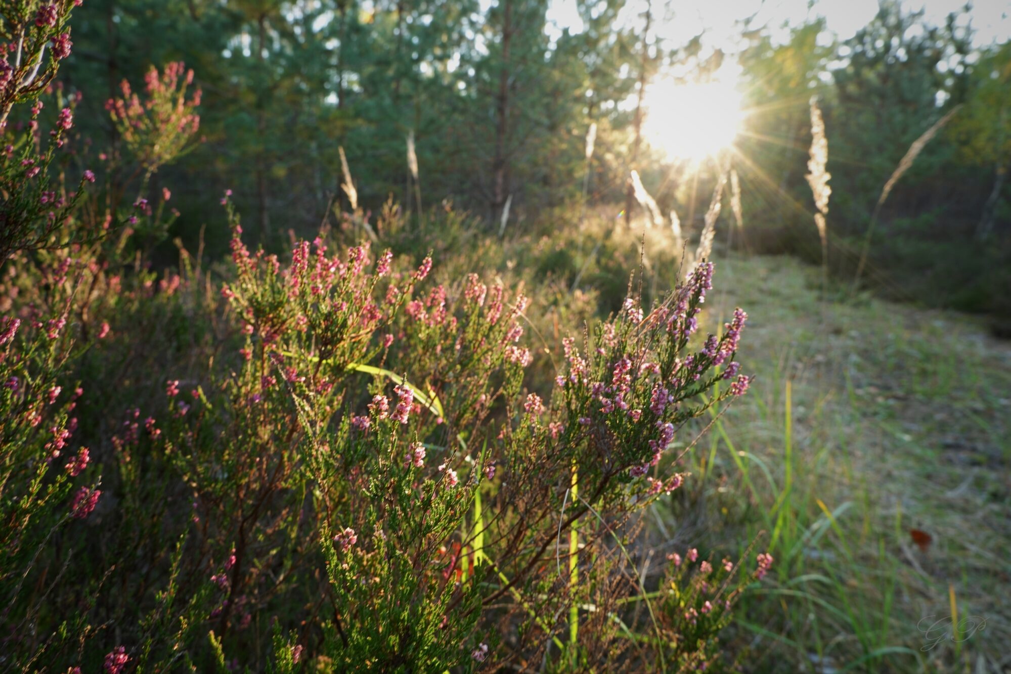 Summer Evening