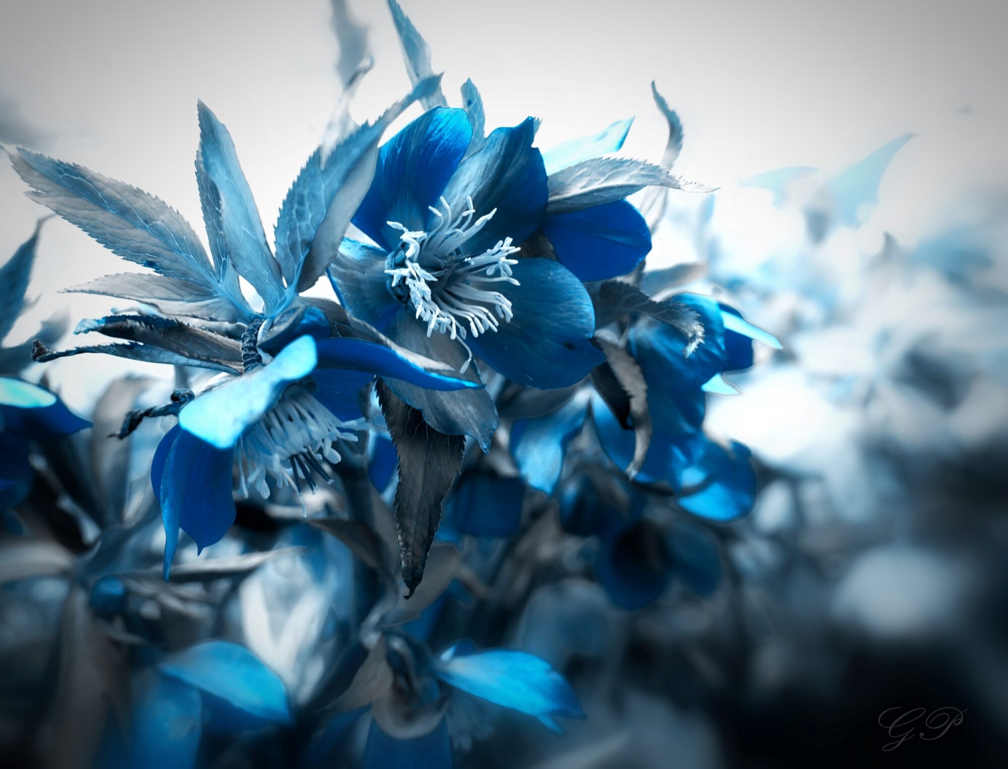 The Magic of Blue Flowers