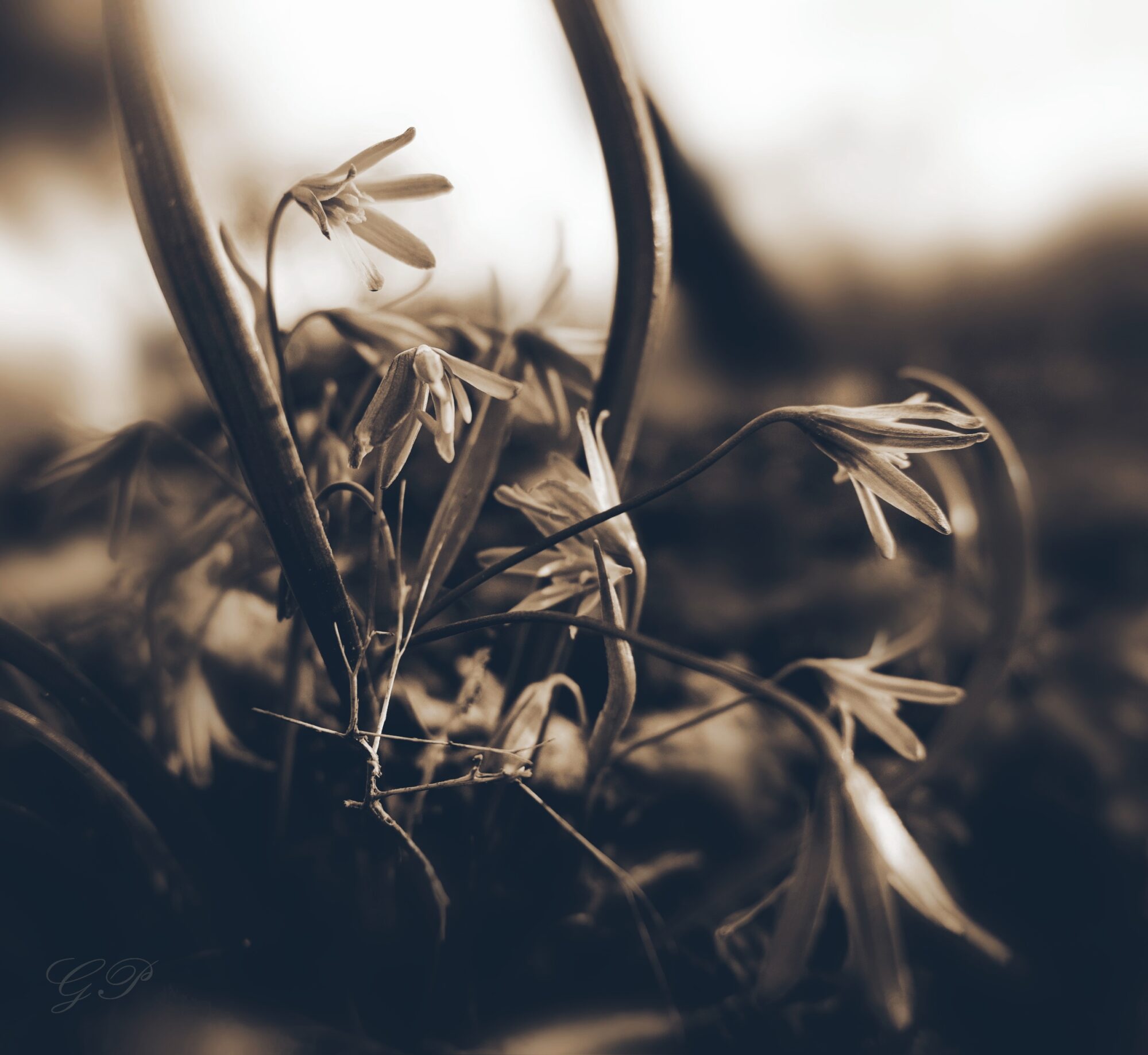 Flower Dance