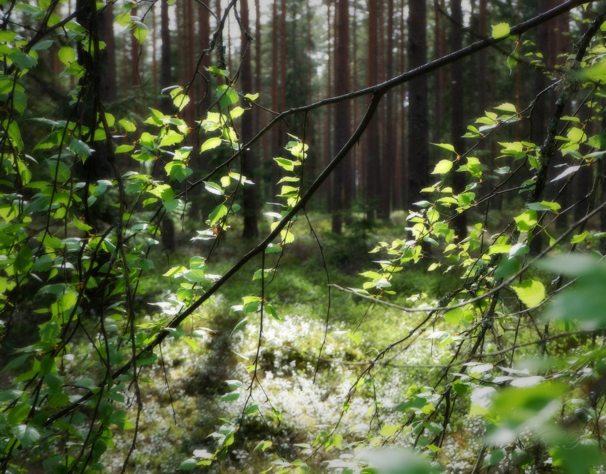 Green Forest Glow in Spring