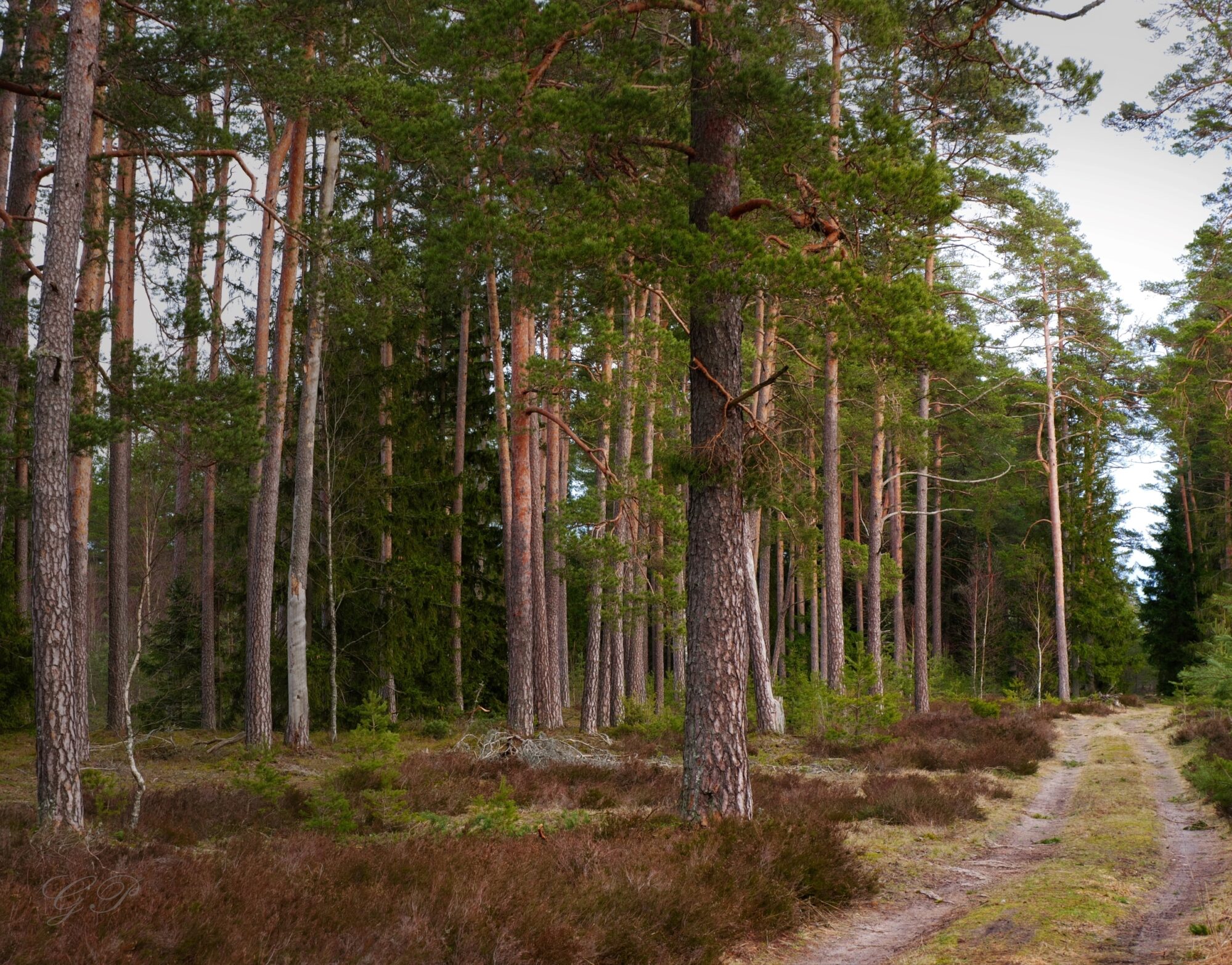 Walking Along the Forest Road