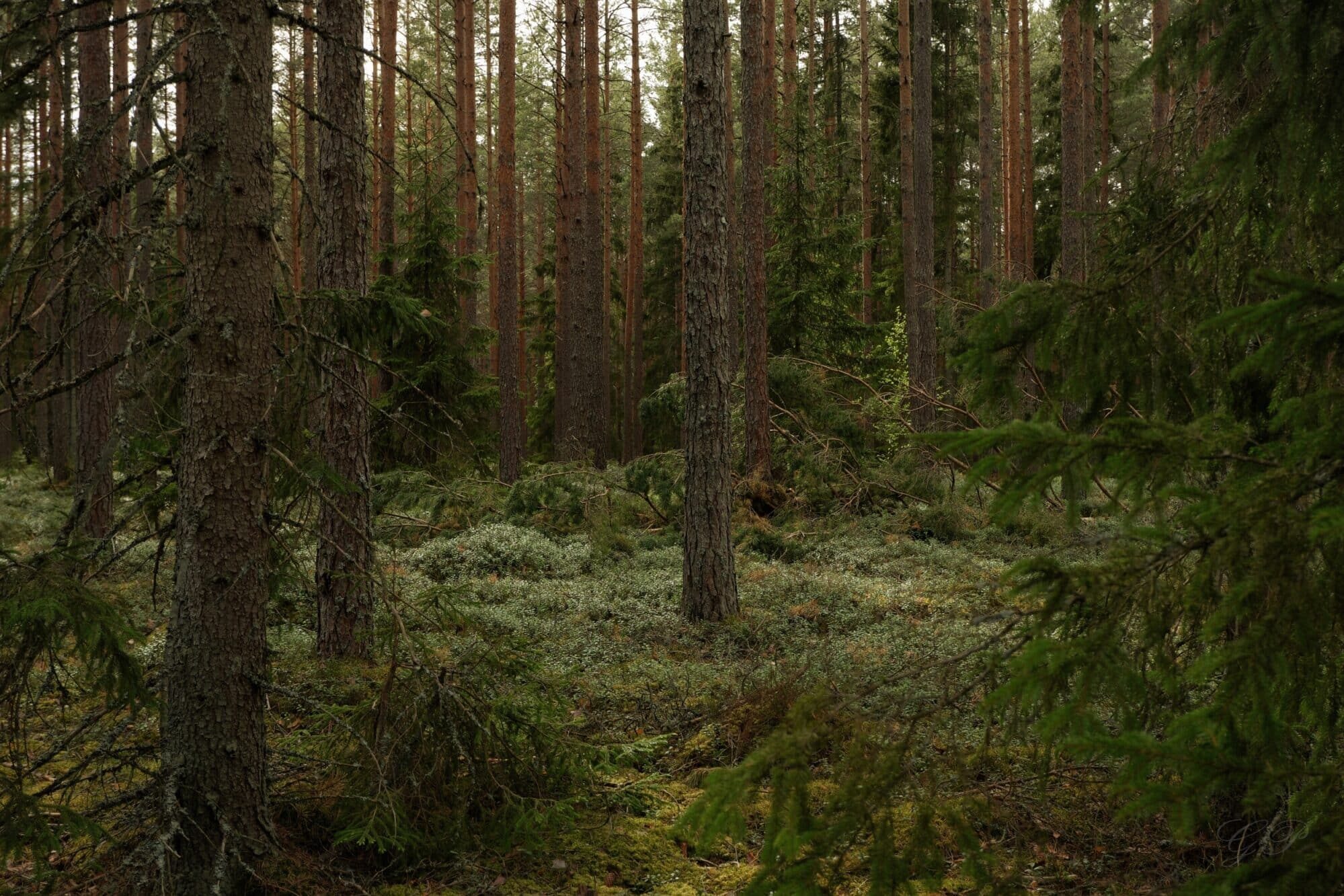 Forest Landscape