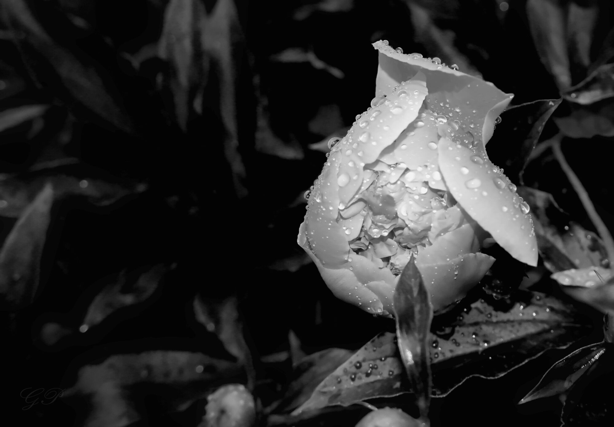 Peony in Raindrops