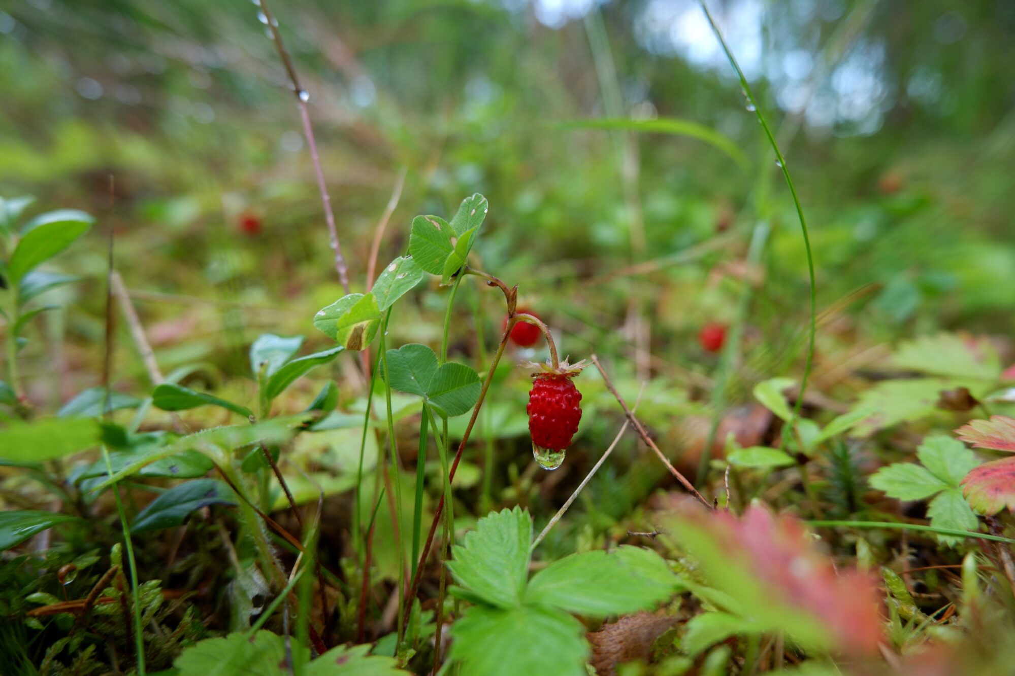 A Rainy July Day in the Forest