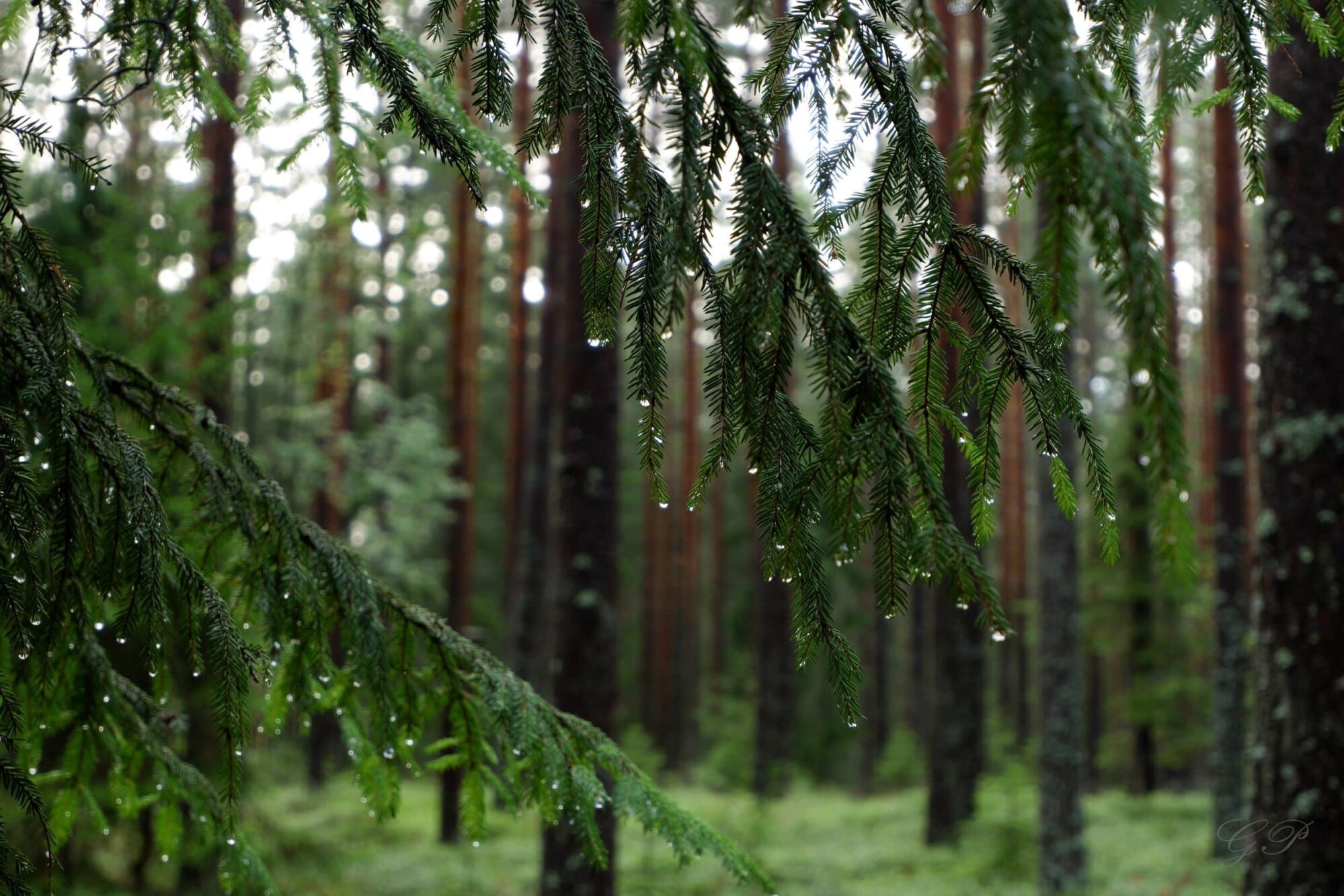 A Rainy July Day in the Forest