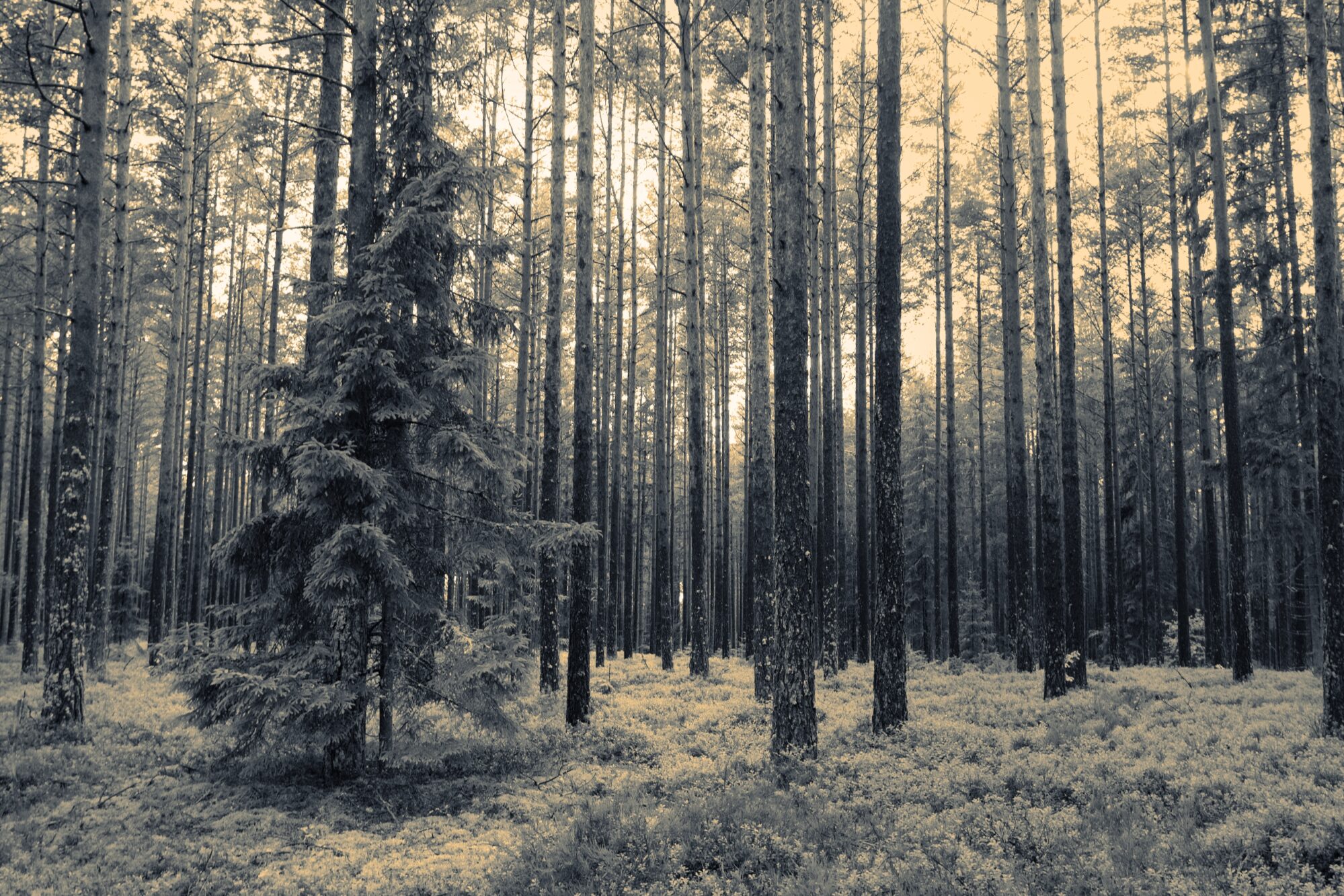 Forest in the Evening Light