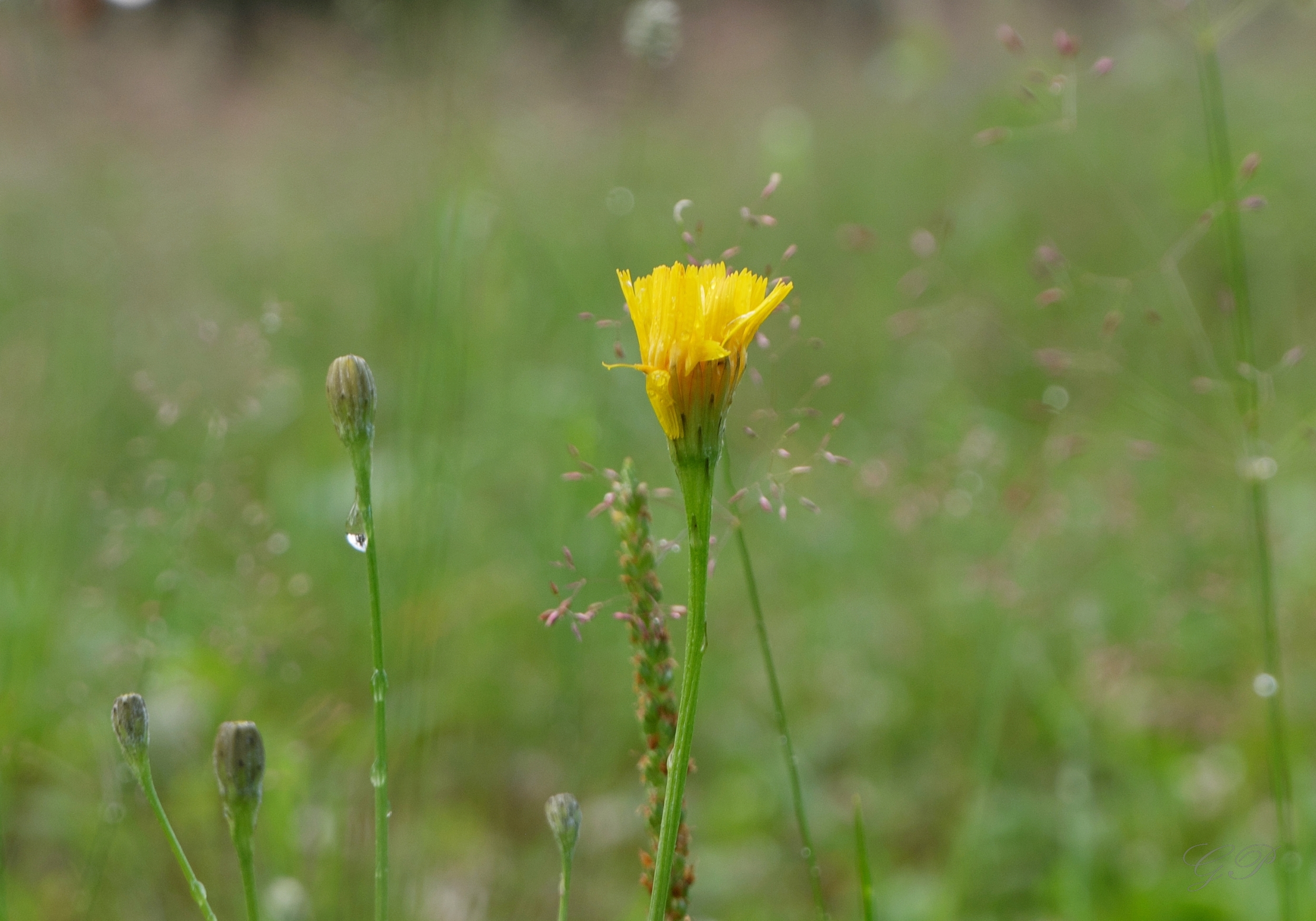 Yellow Meadow Flower