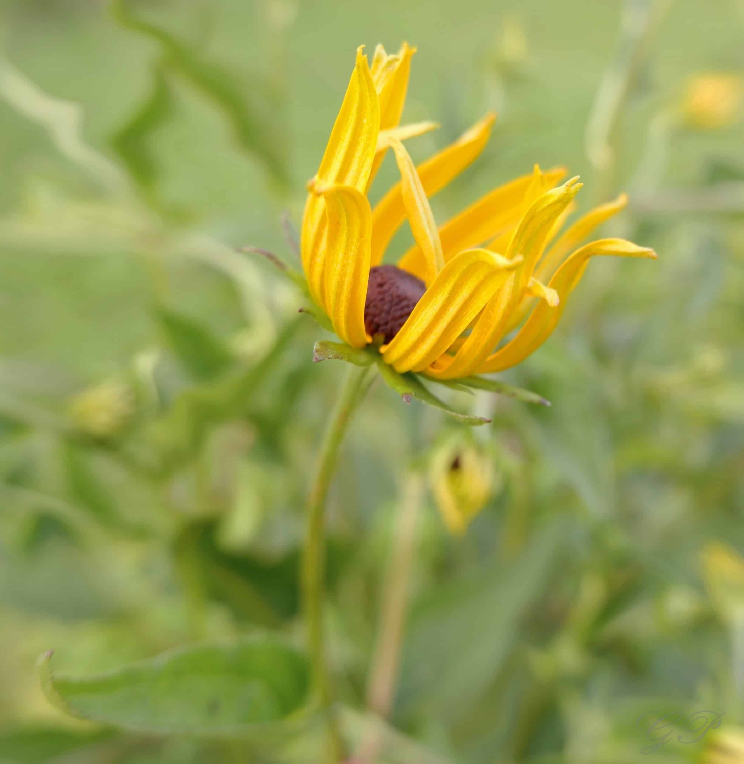 Rudbeckia