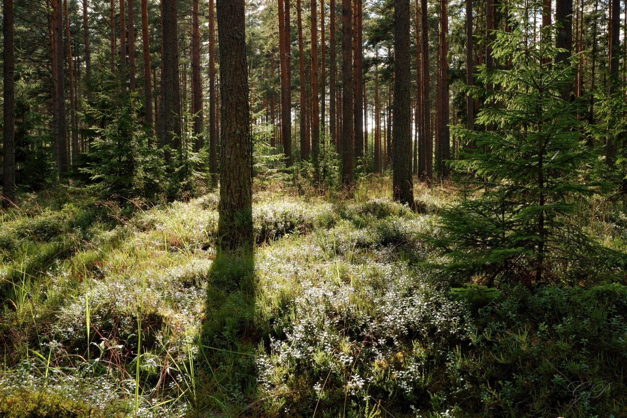 Forest Landscape